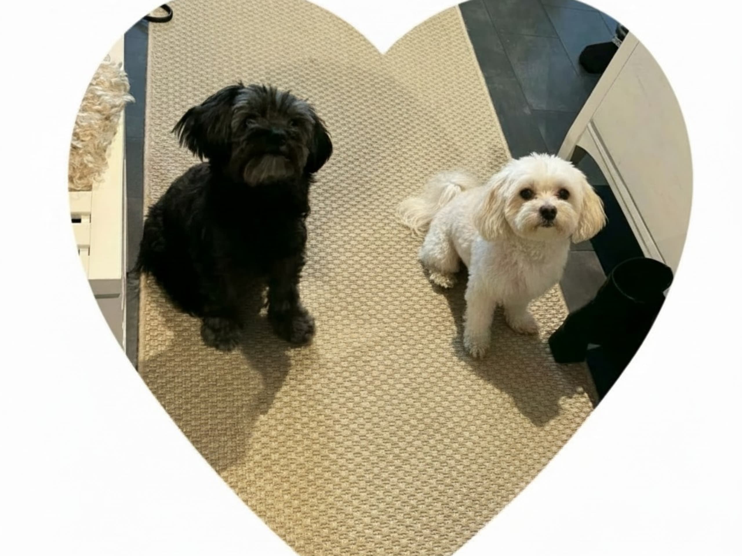 Maltipoo · Långås · Snöflingans maltipoo