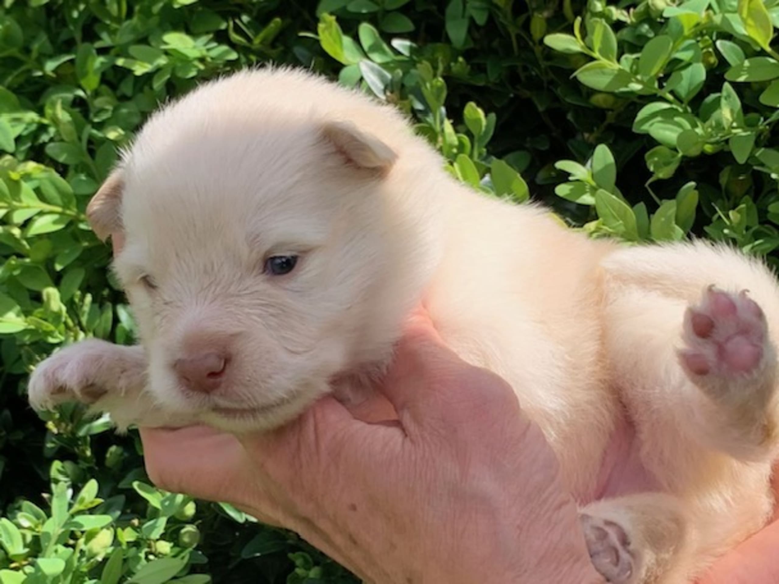 Finsk lapphund