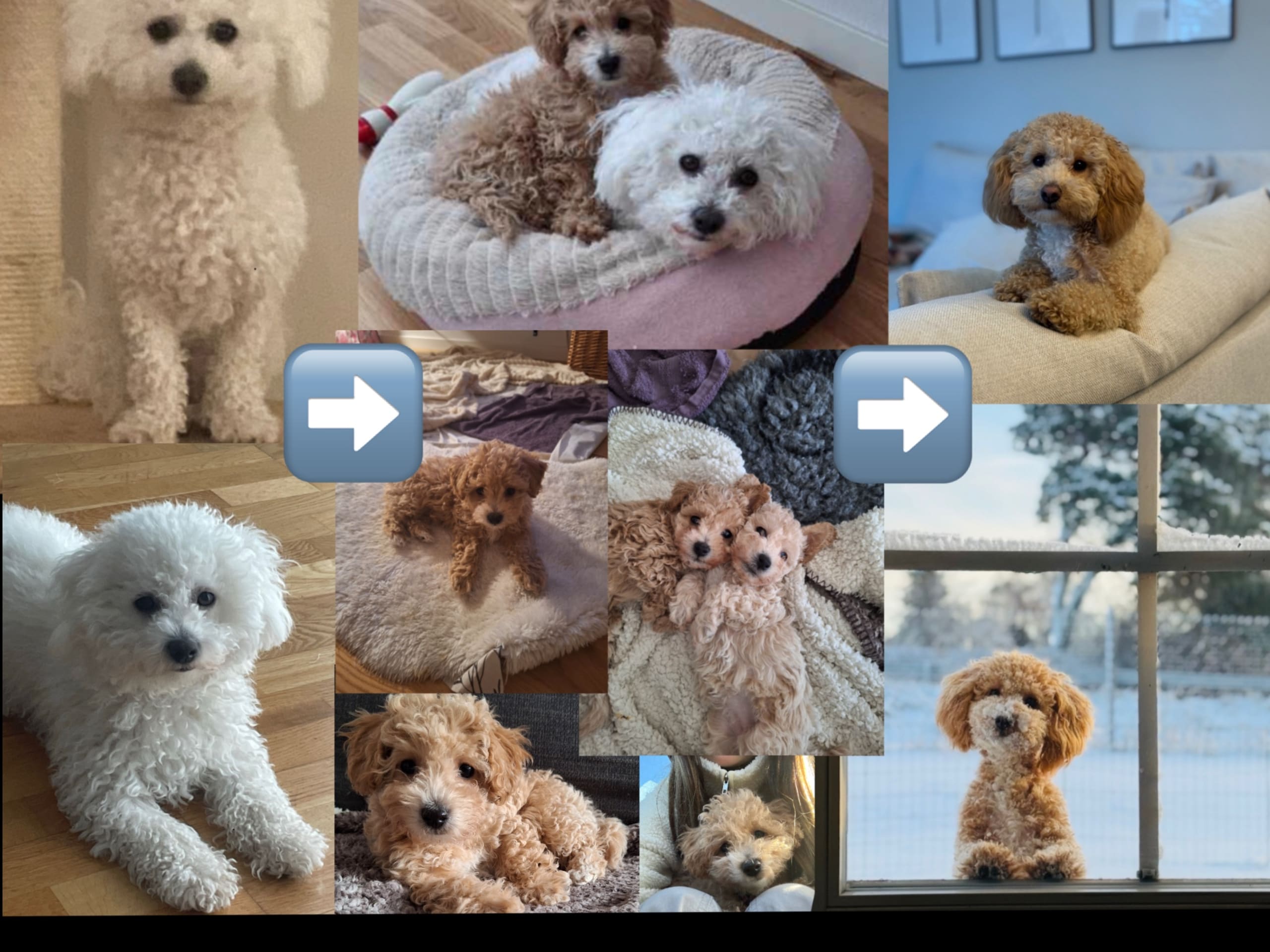 Bichonpoo Bichon Frisé/Dvärgpudel · Limhamn · Bichonpoo