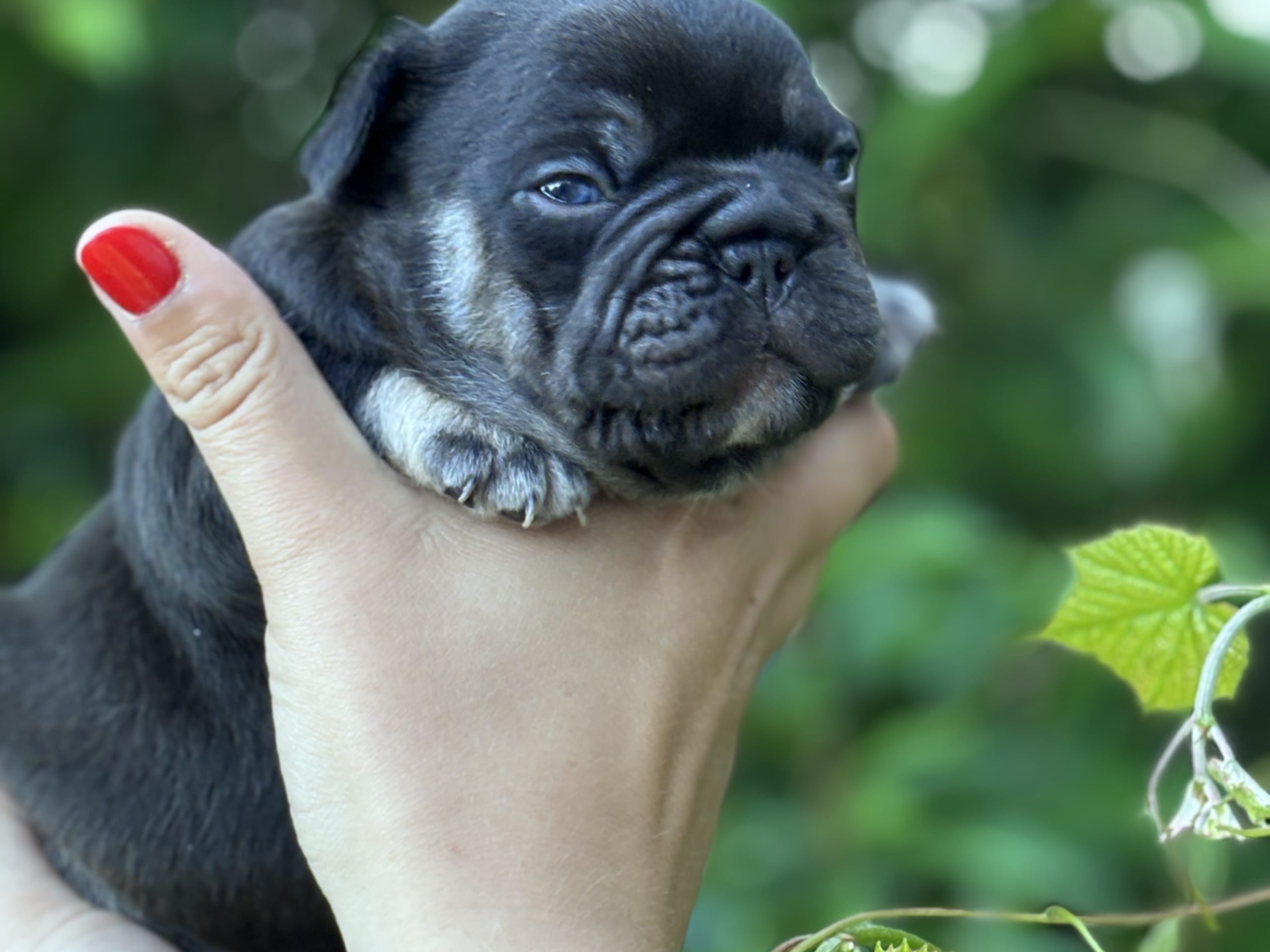 Fransk bulldogg