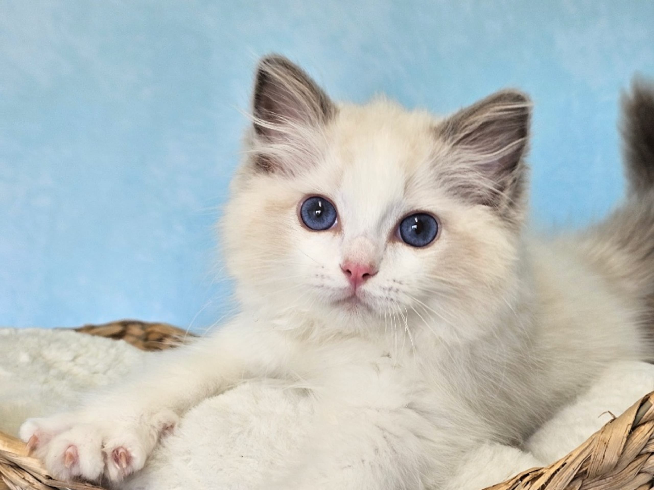 Ragdoll · Asmundtorp · SE*Cats of Kruger