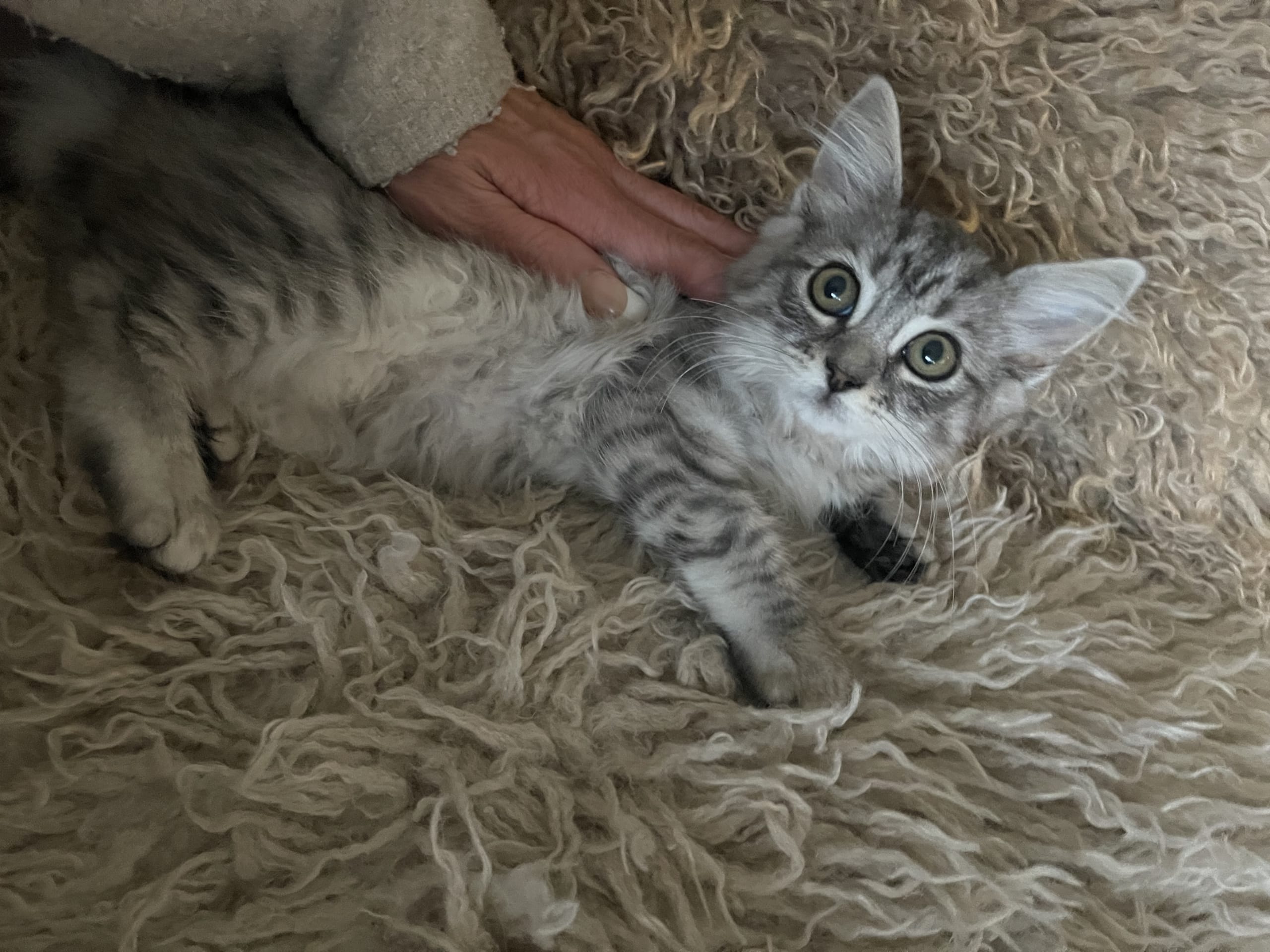 Ragdoll · Göteborg · Ulrica C.