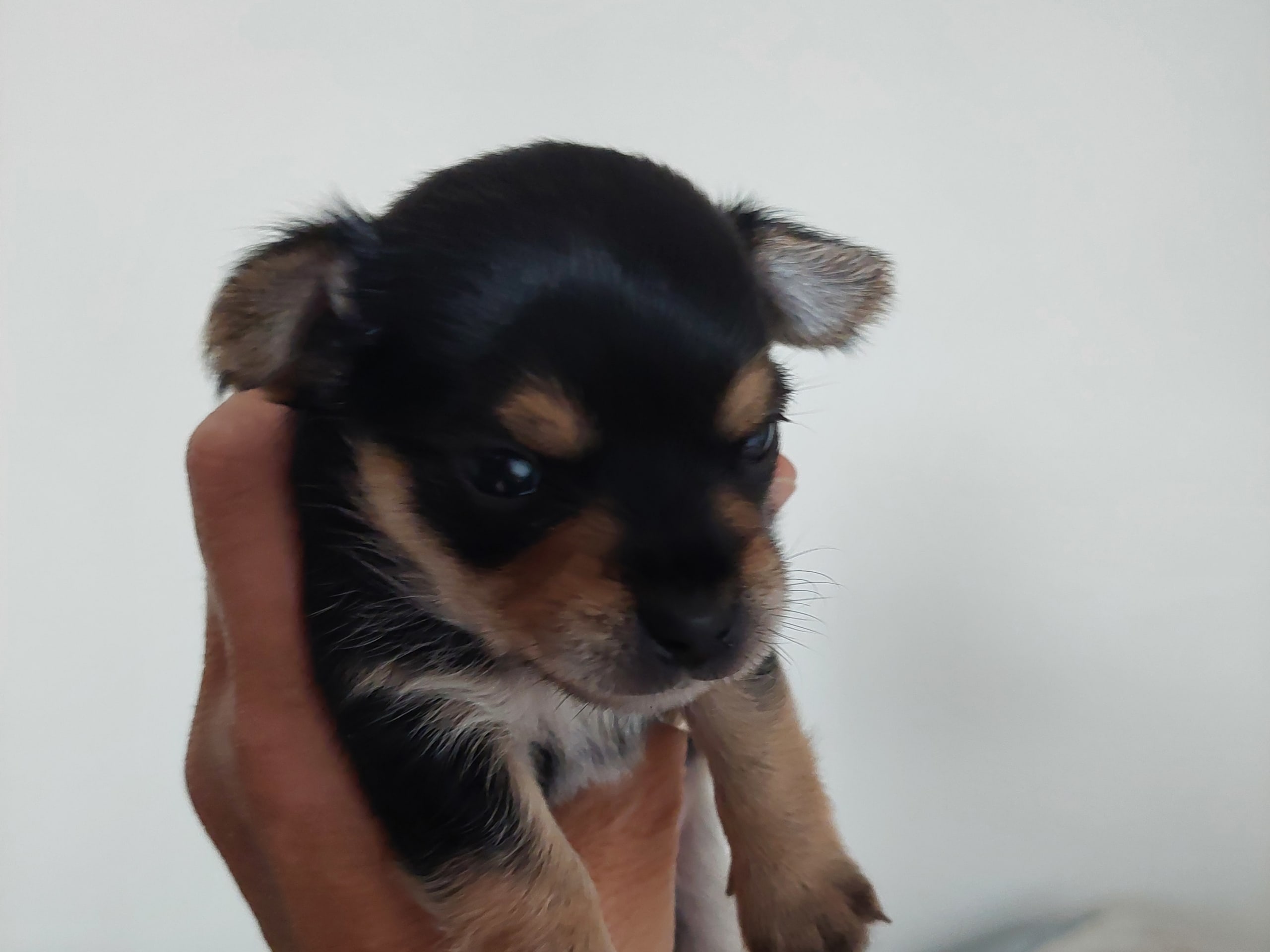 Chorkie · Skärholmen · DochD