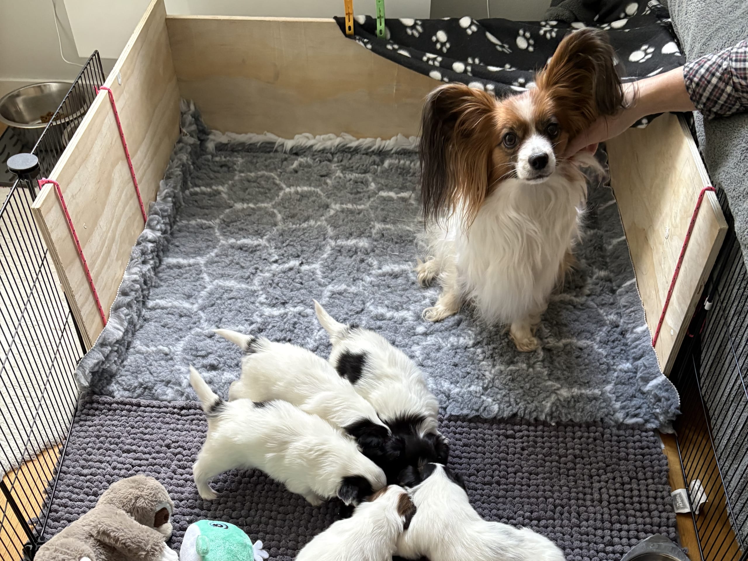 Papillon