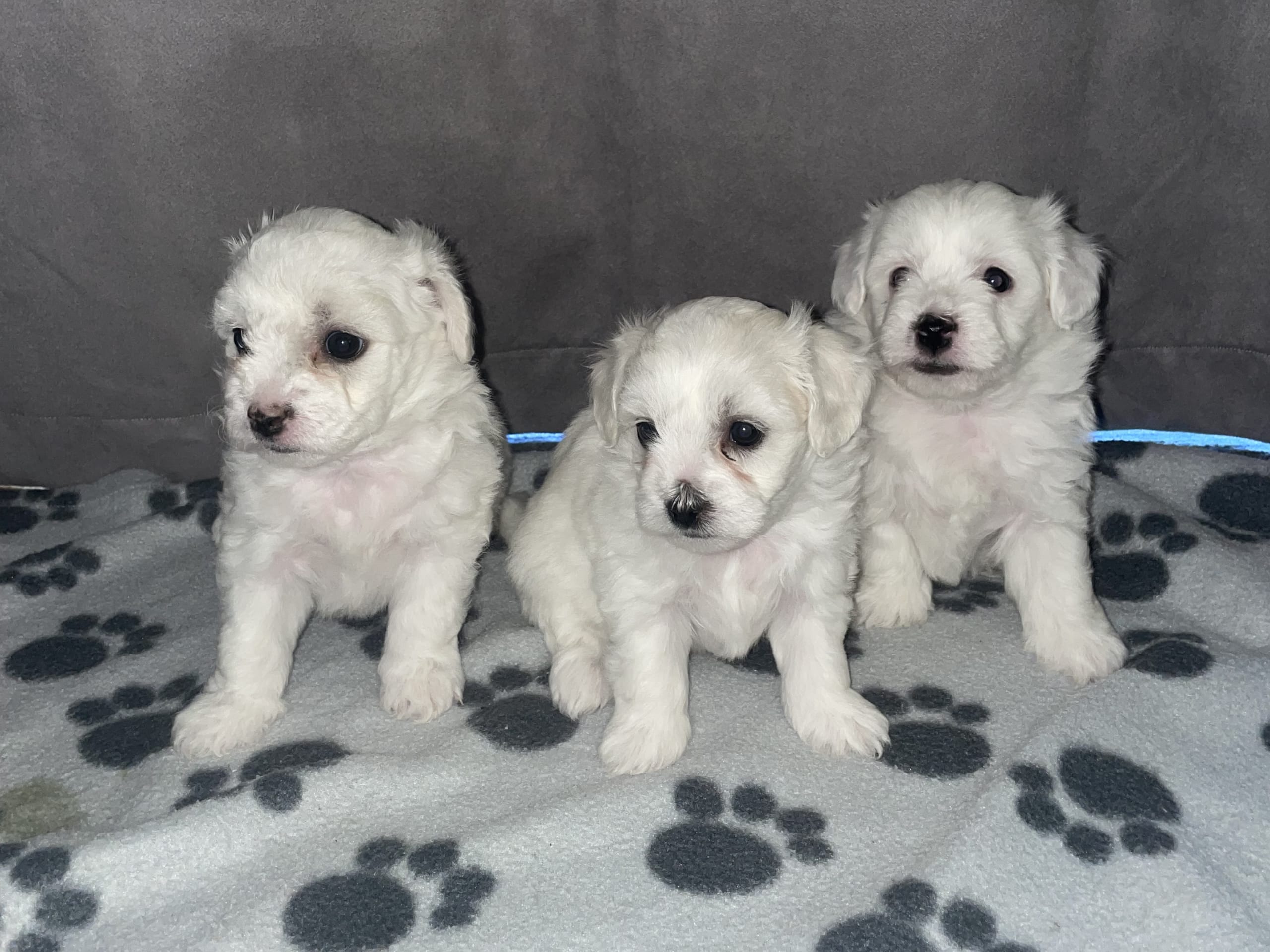 Bichon frisé · Staffanstorp · Ana K.
