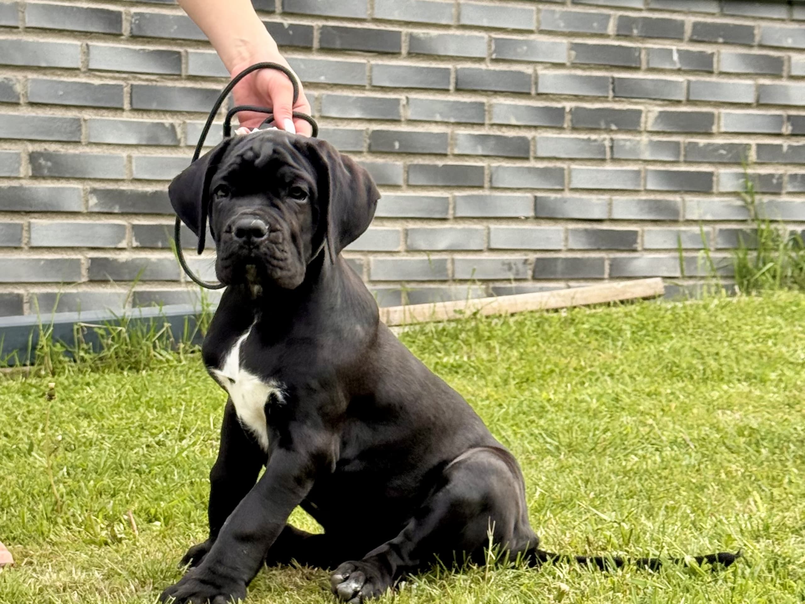 Cane corso