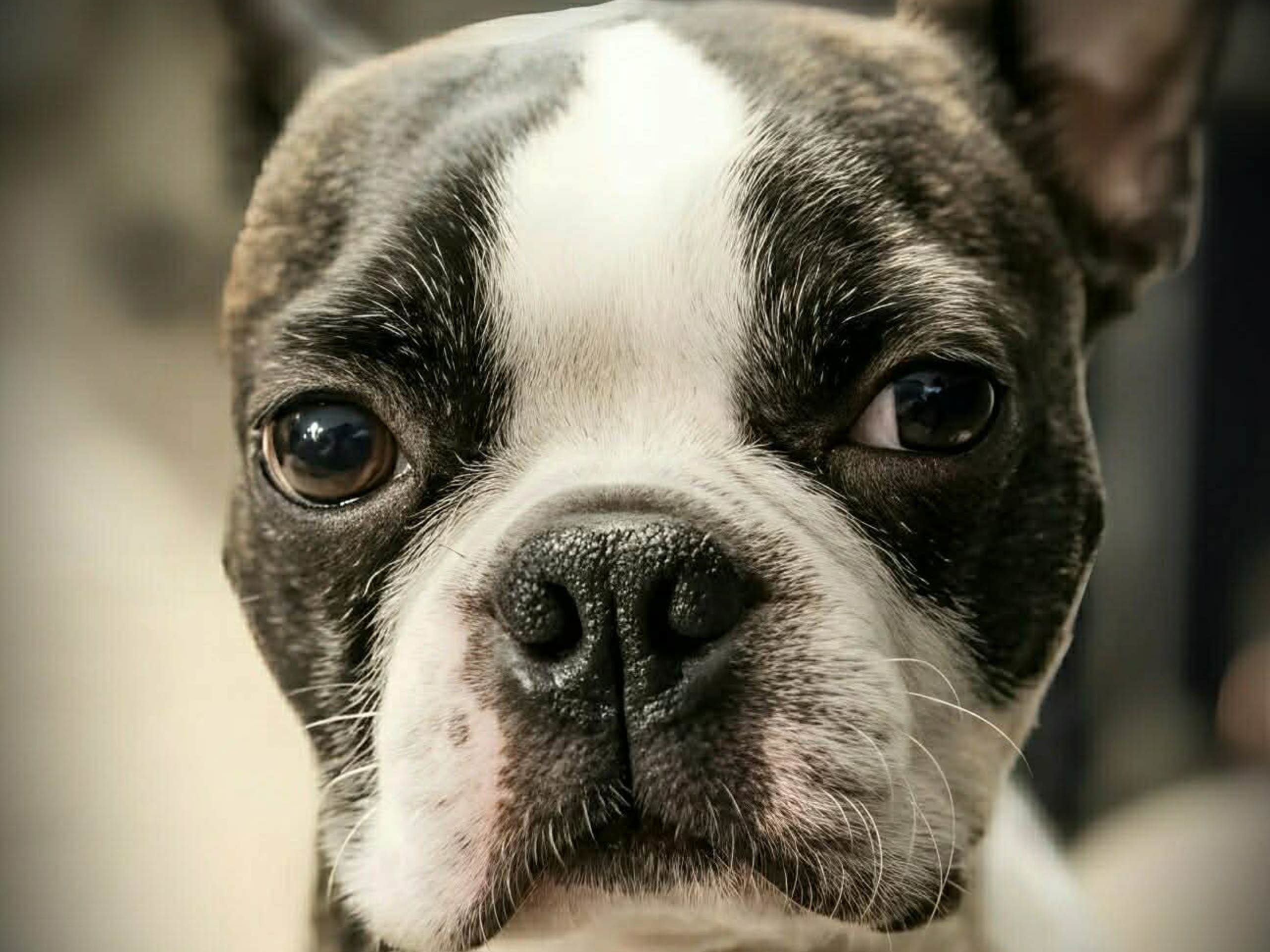 Bostonterrier