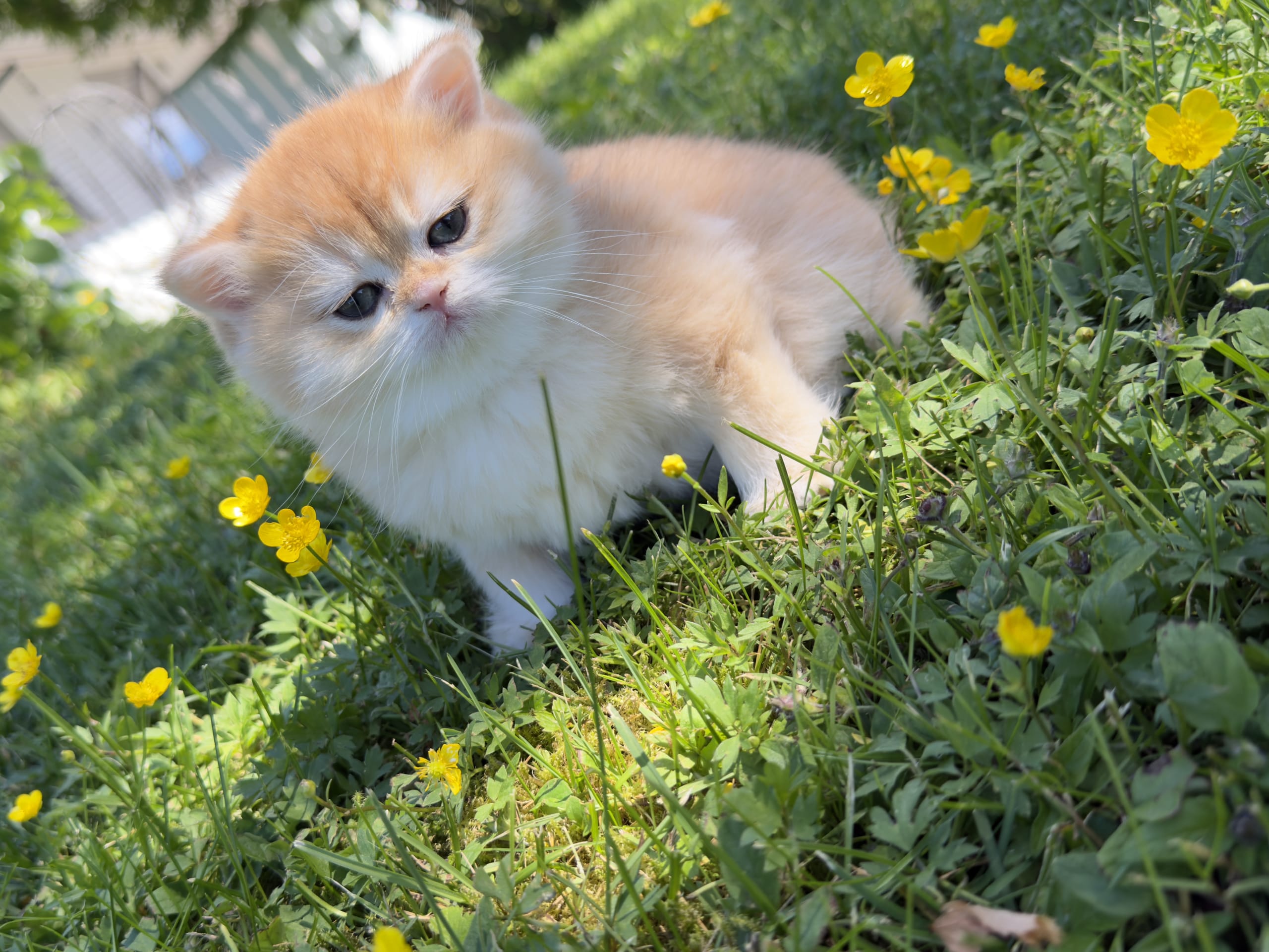 British Shorthair