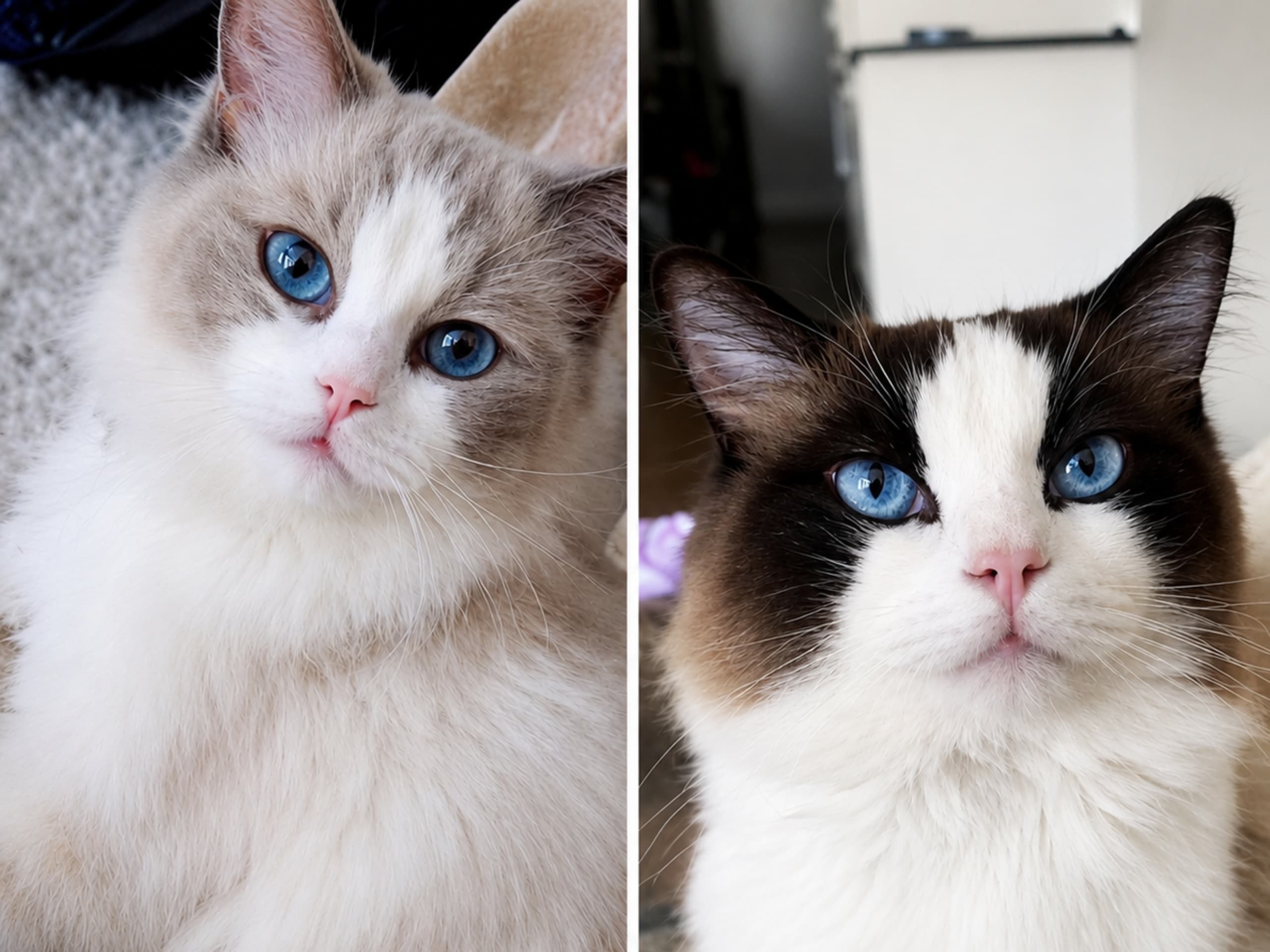 Ragdoll · Sollentuna · Zahra