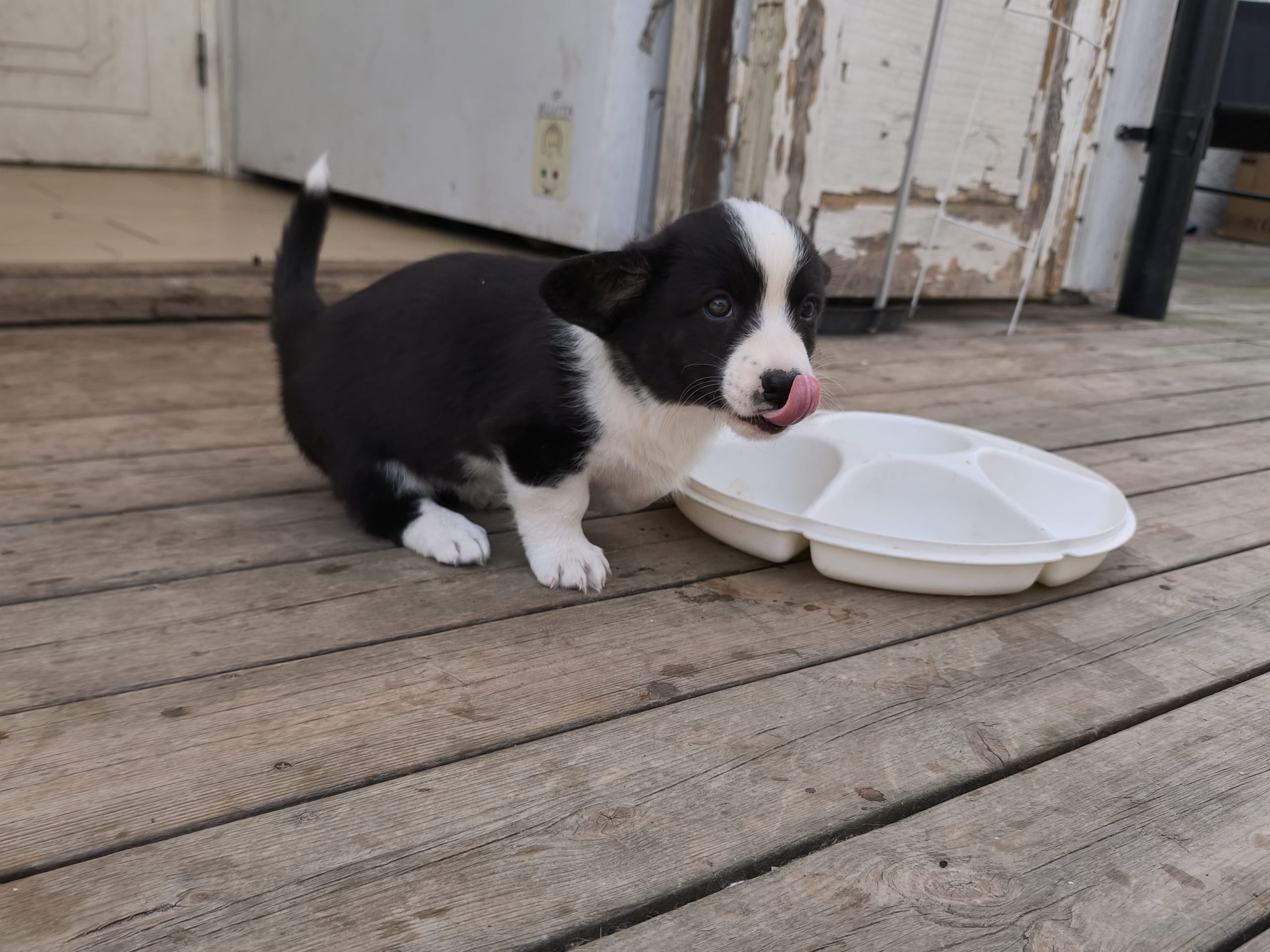 Welsh corgi cardigan
