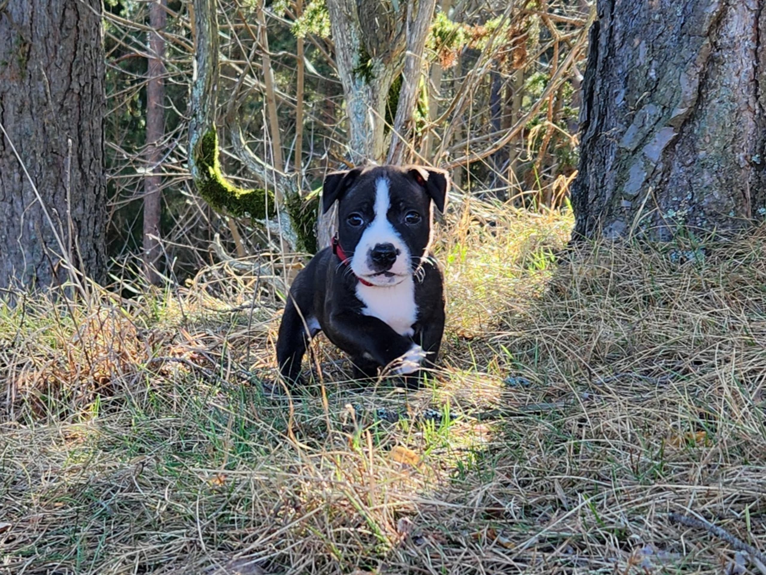Staffordshire Bull Terrier · Katrineholm · Ozkagården's