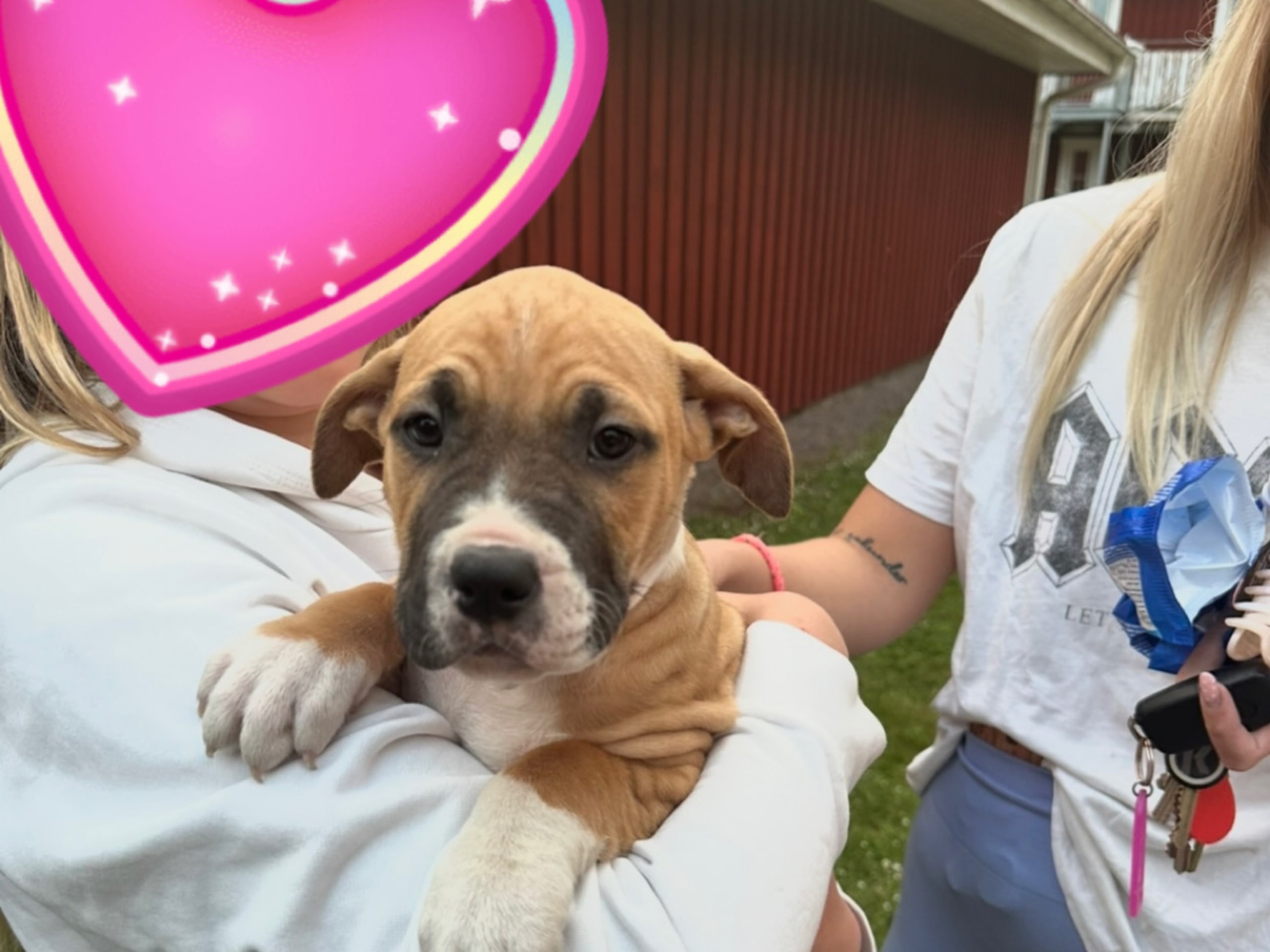 American Bully · Växjö · Nova P.