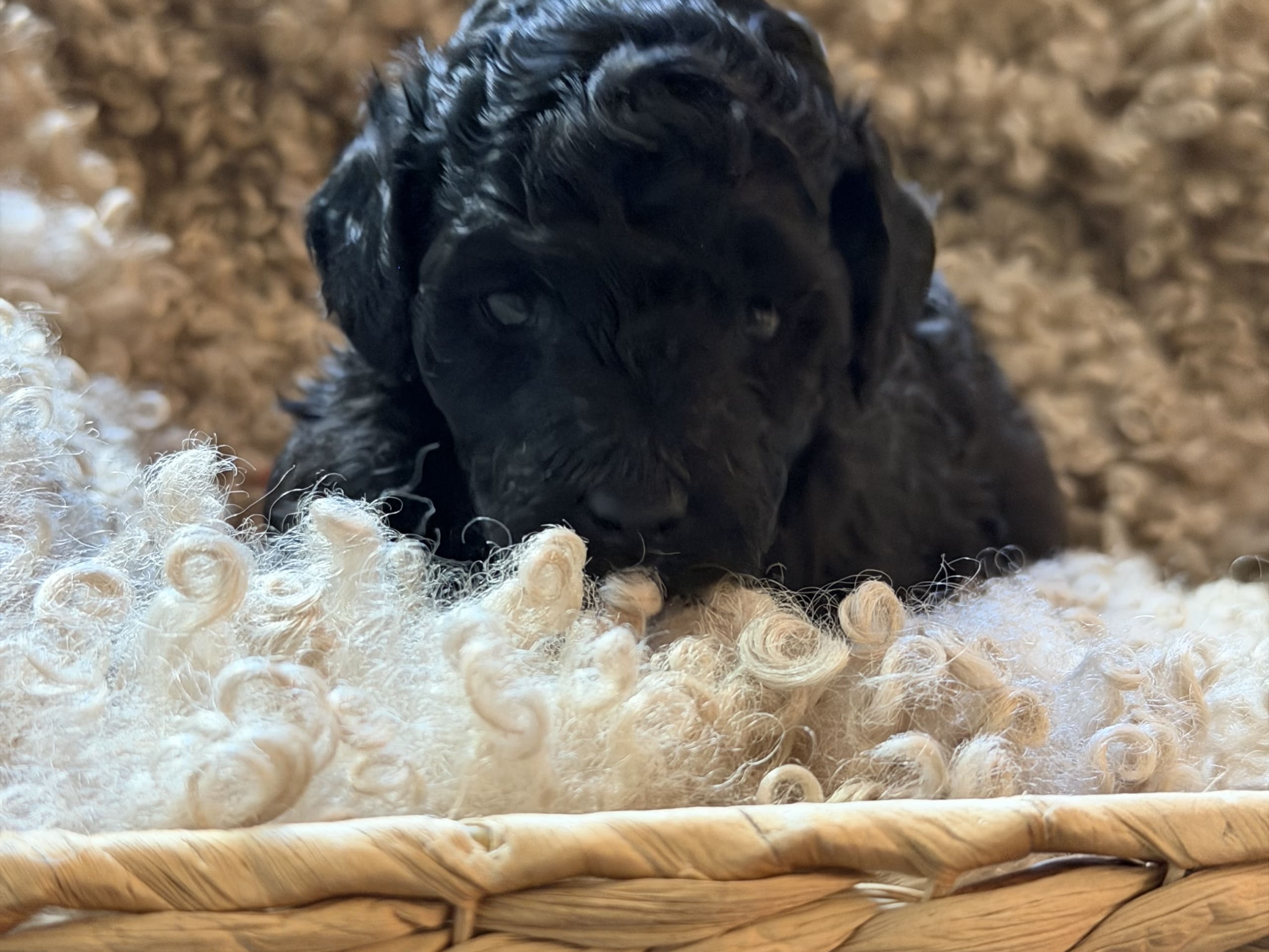 Miniature Poodle