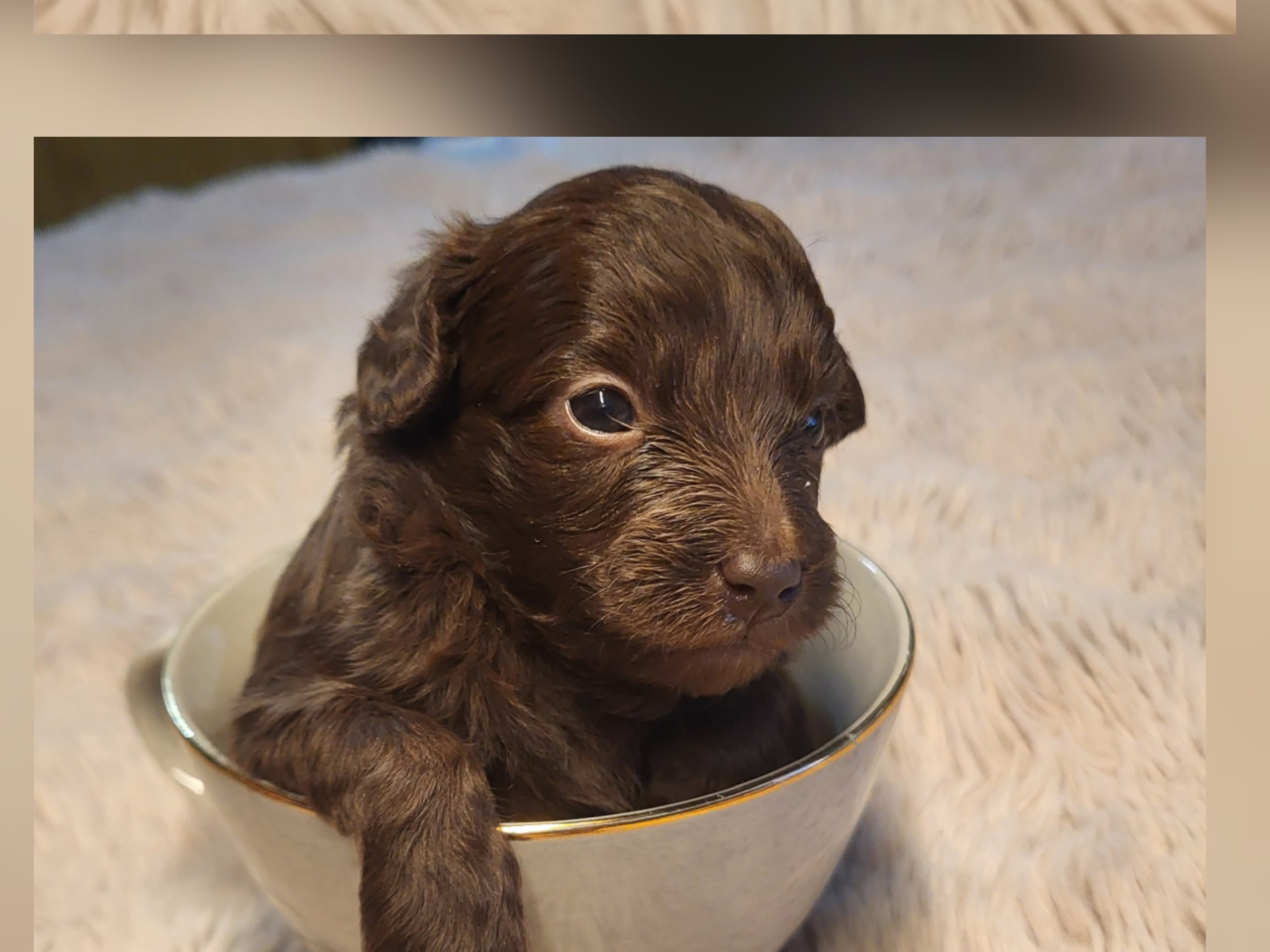Maltipoo · Långås · Snöflingans maltipoo