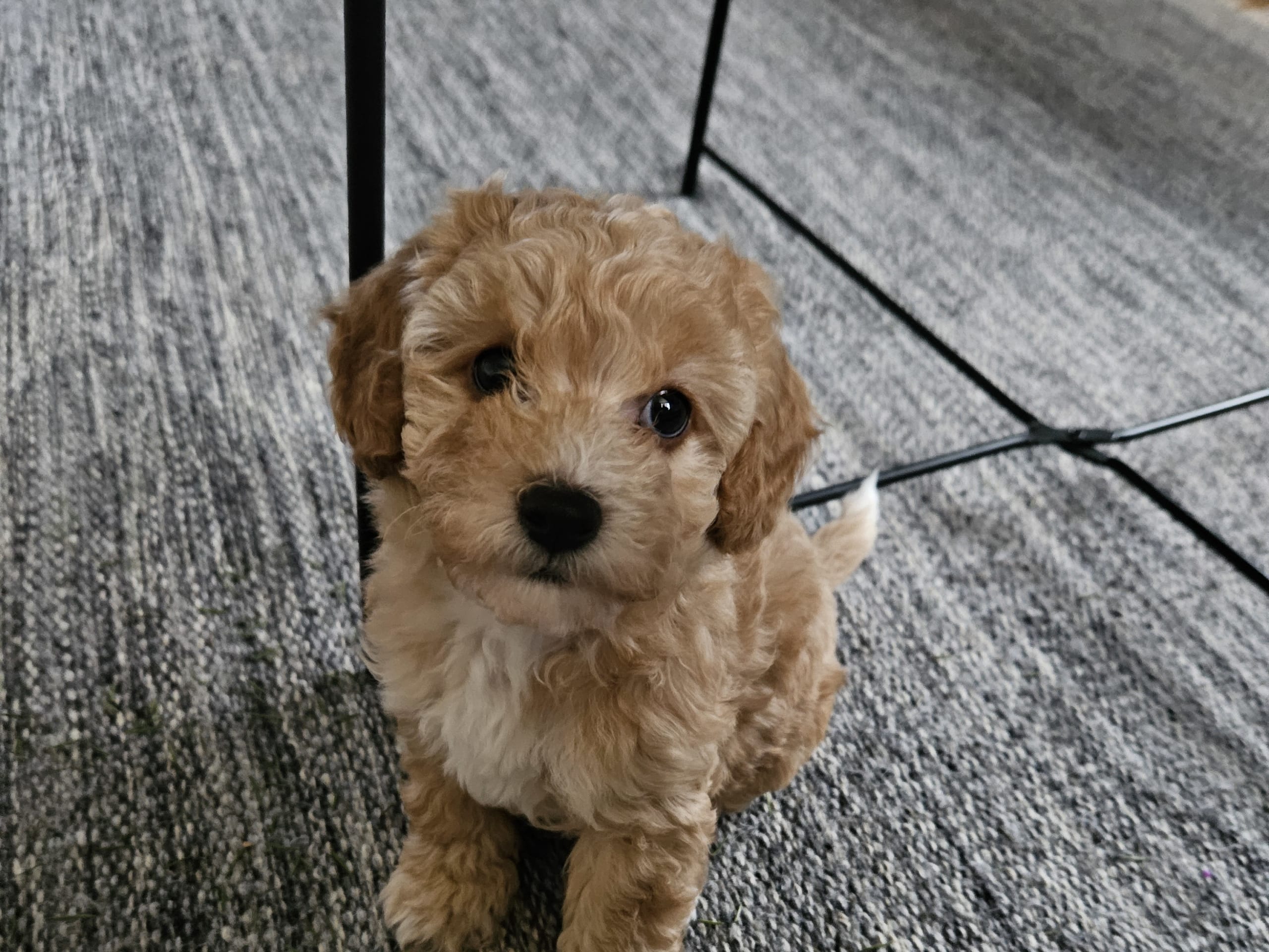 Maltipoo
