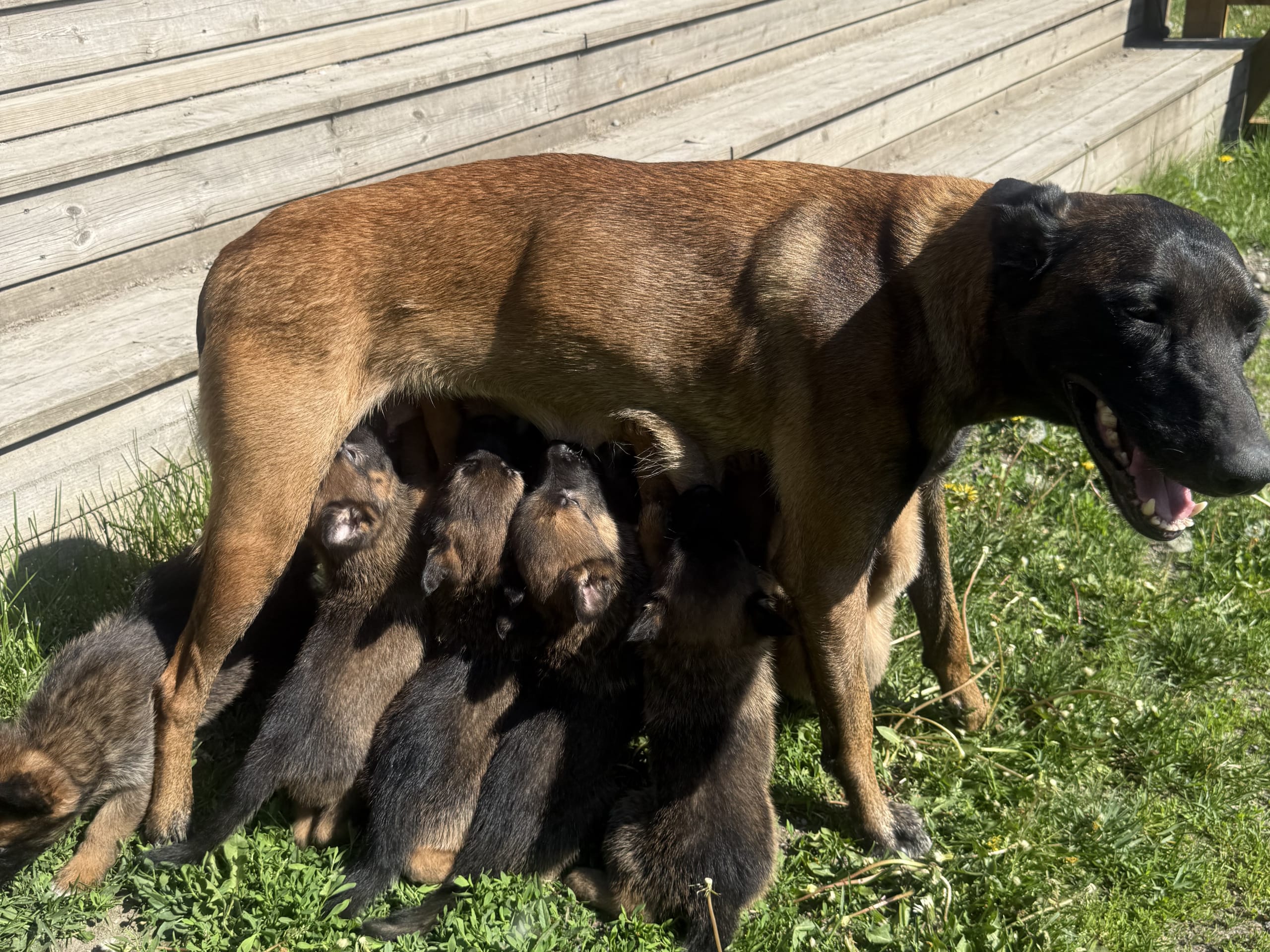 Belgisk fårehund, malinois