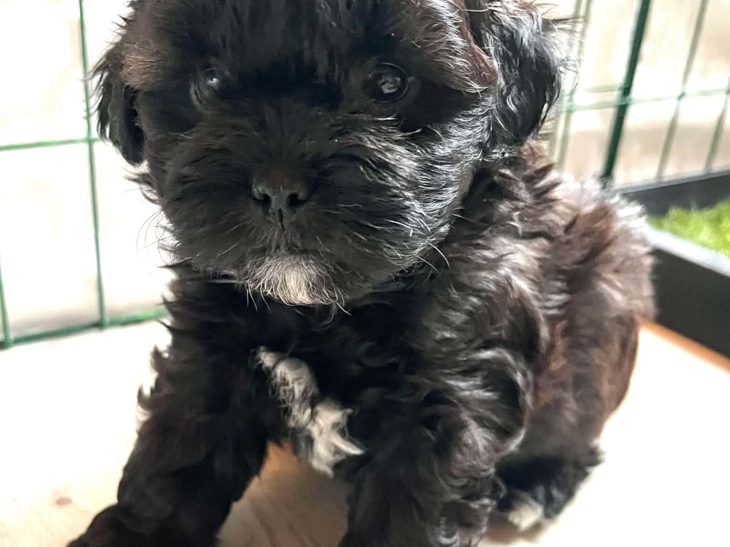 Shihpoo · Sköldinge · Shihpoo