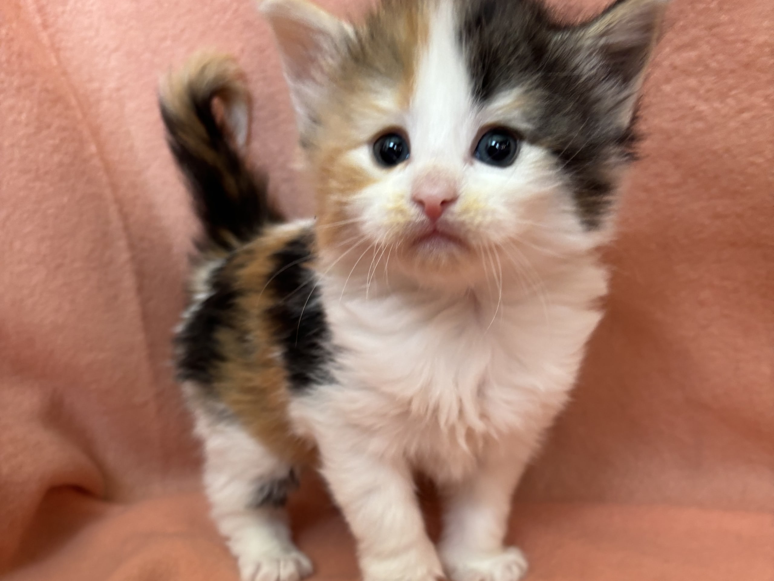 Norsk skogkatt