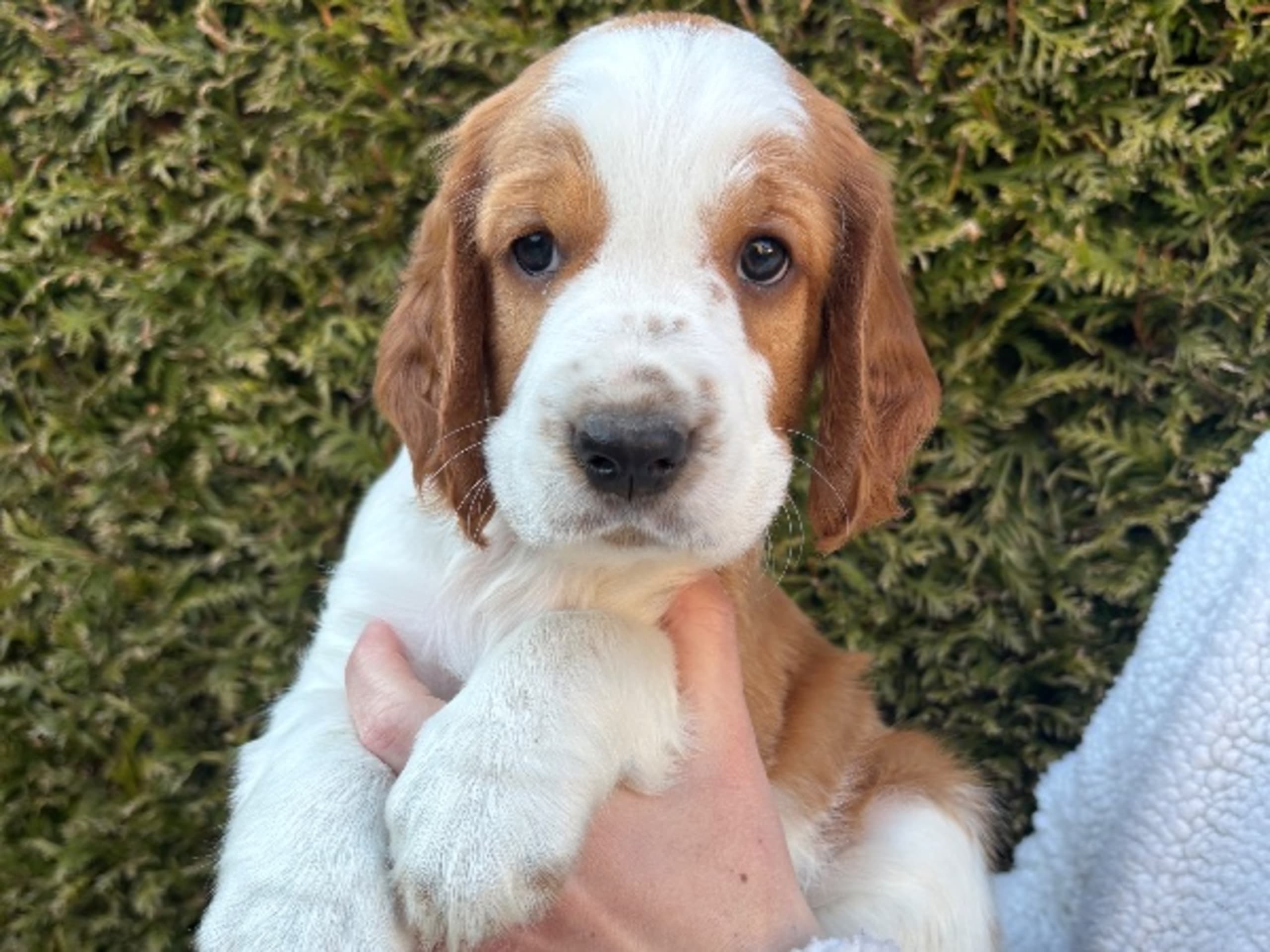 Welsh springer spaniel