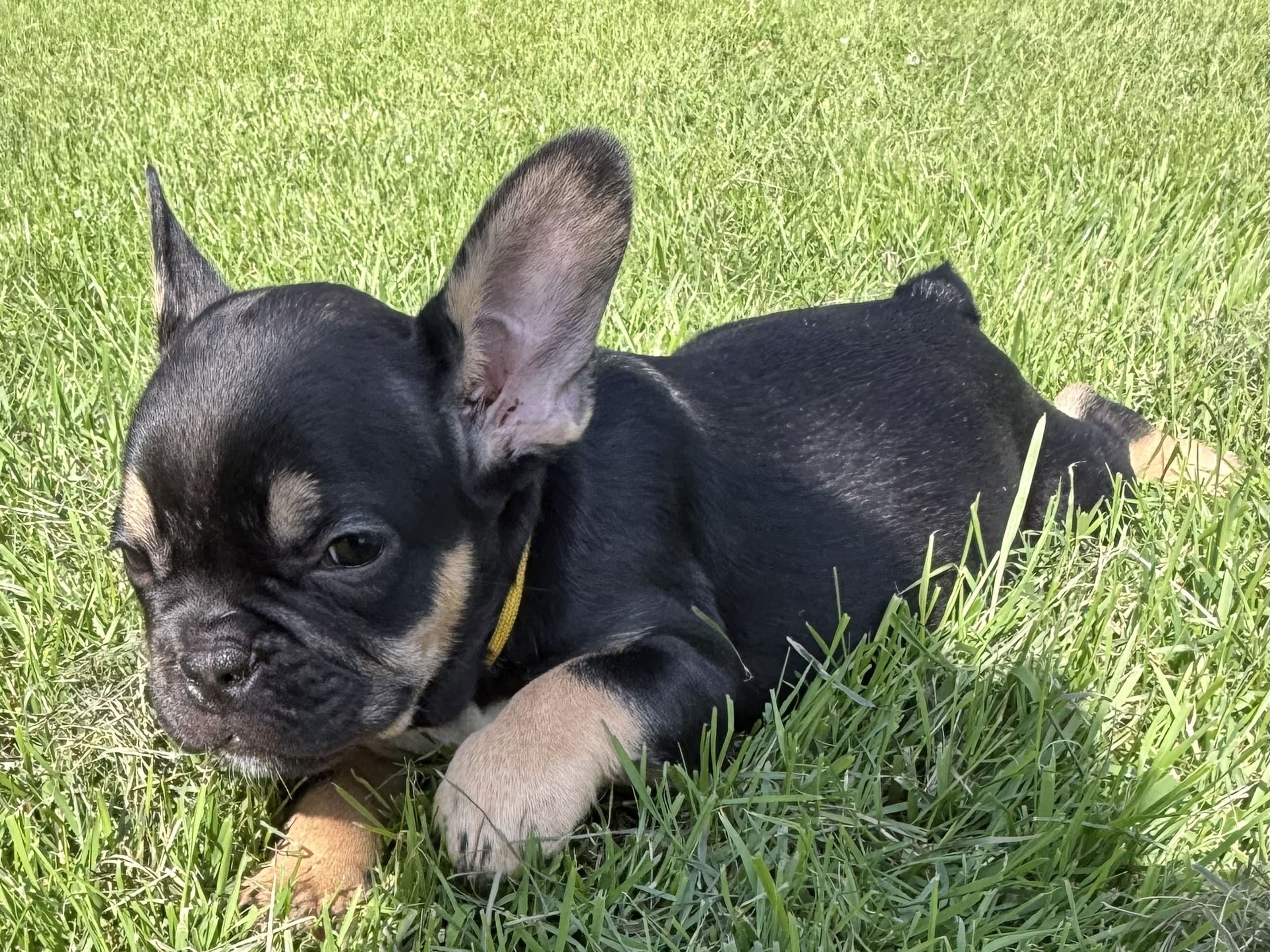 French Bulldog · Knäred · Pontiacbulldogs