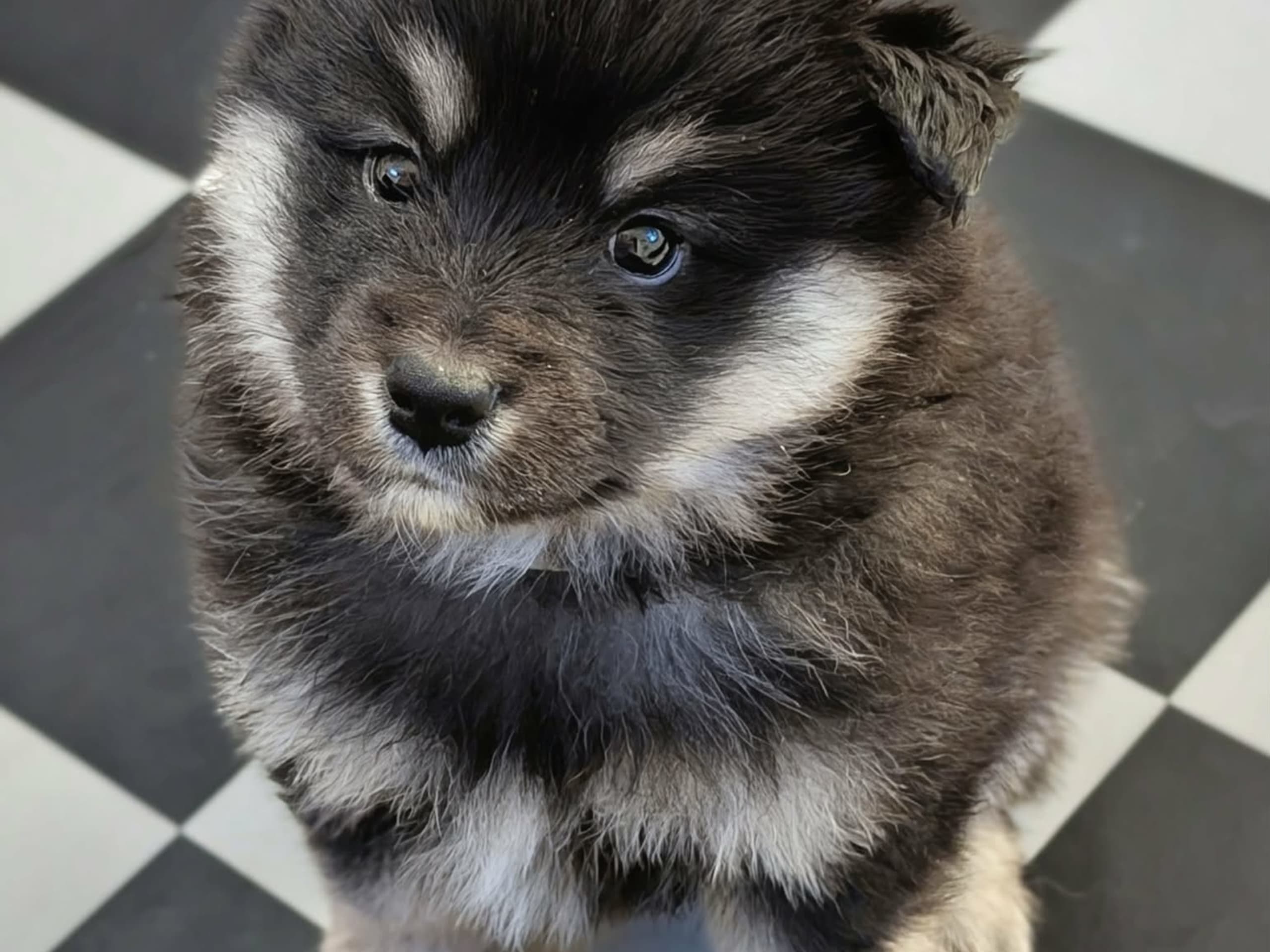 Finsk lapphund