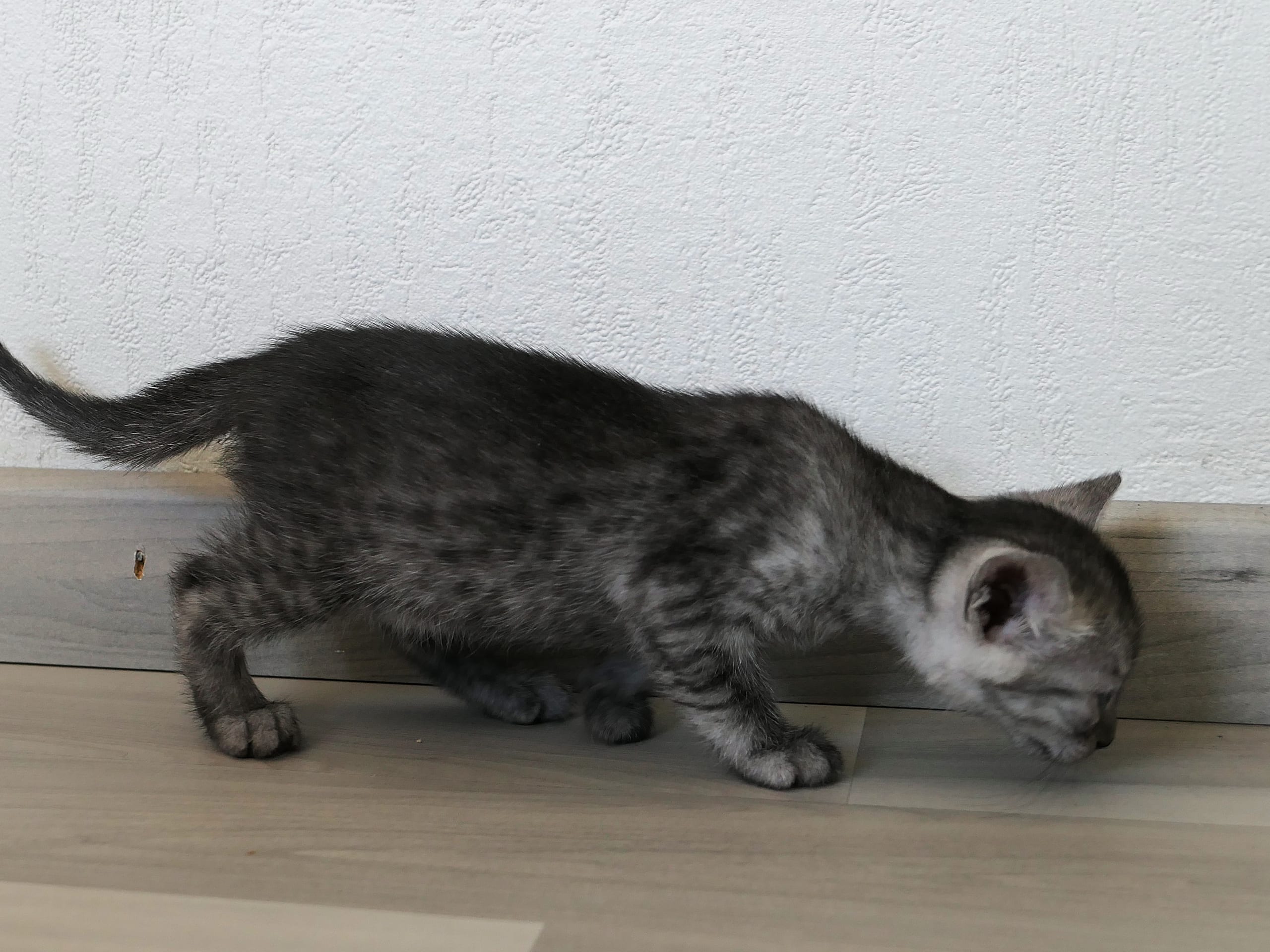 Egyptian Mau
