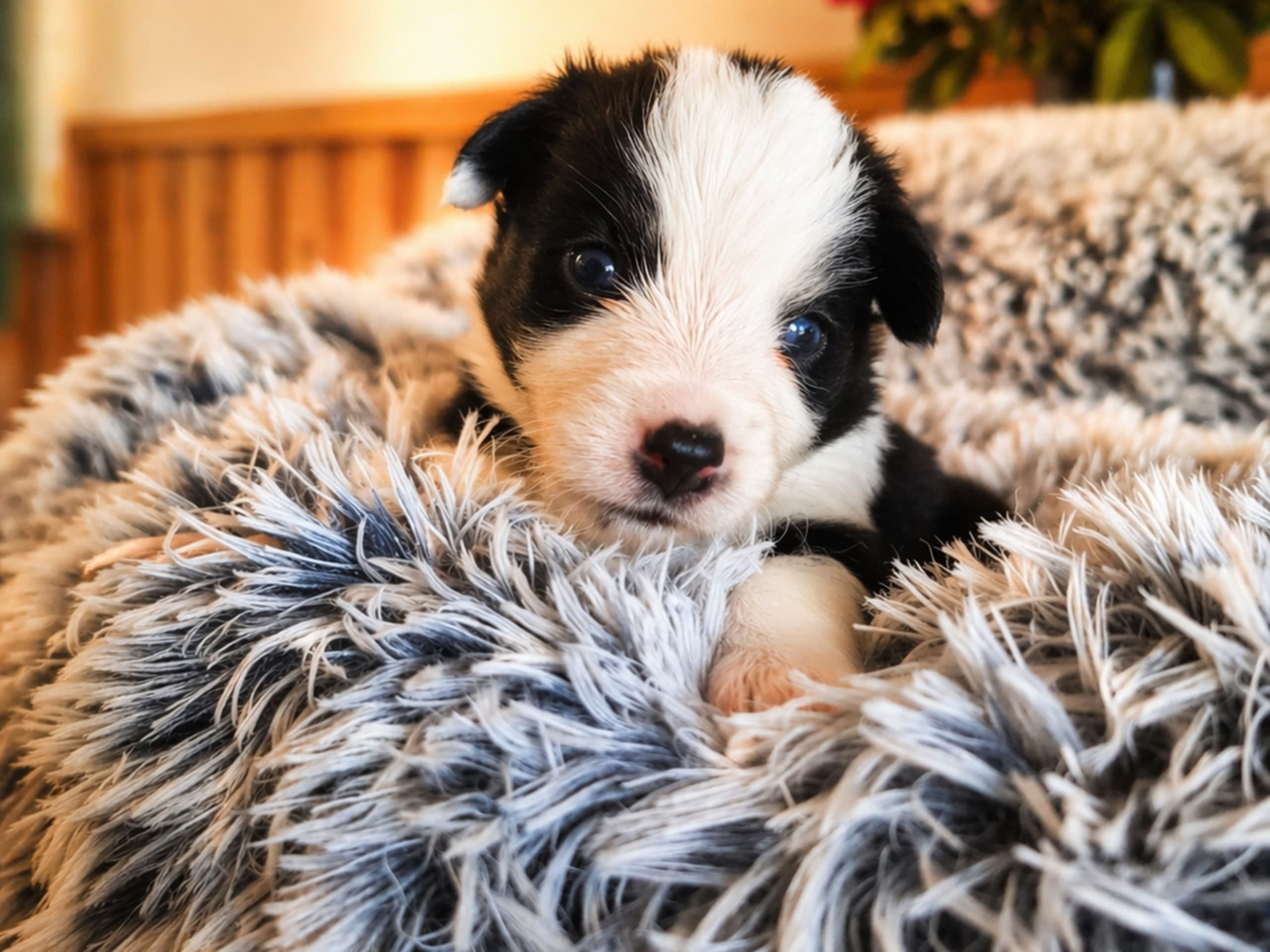 Miniature american shepherd