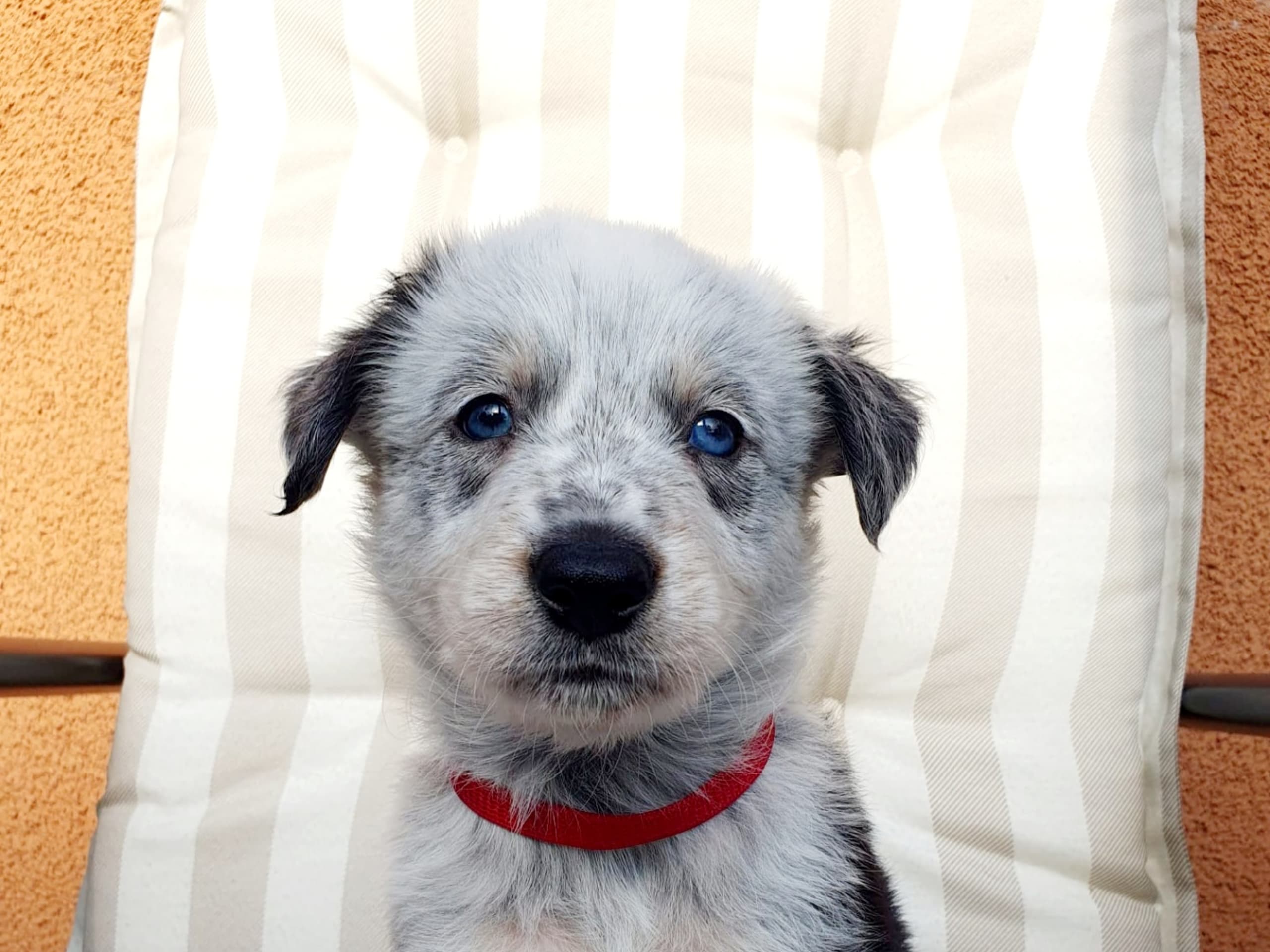 Border collie