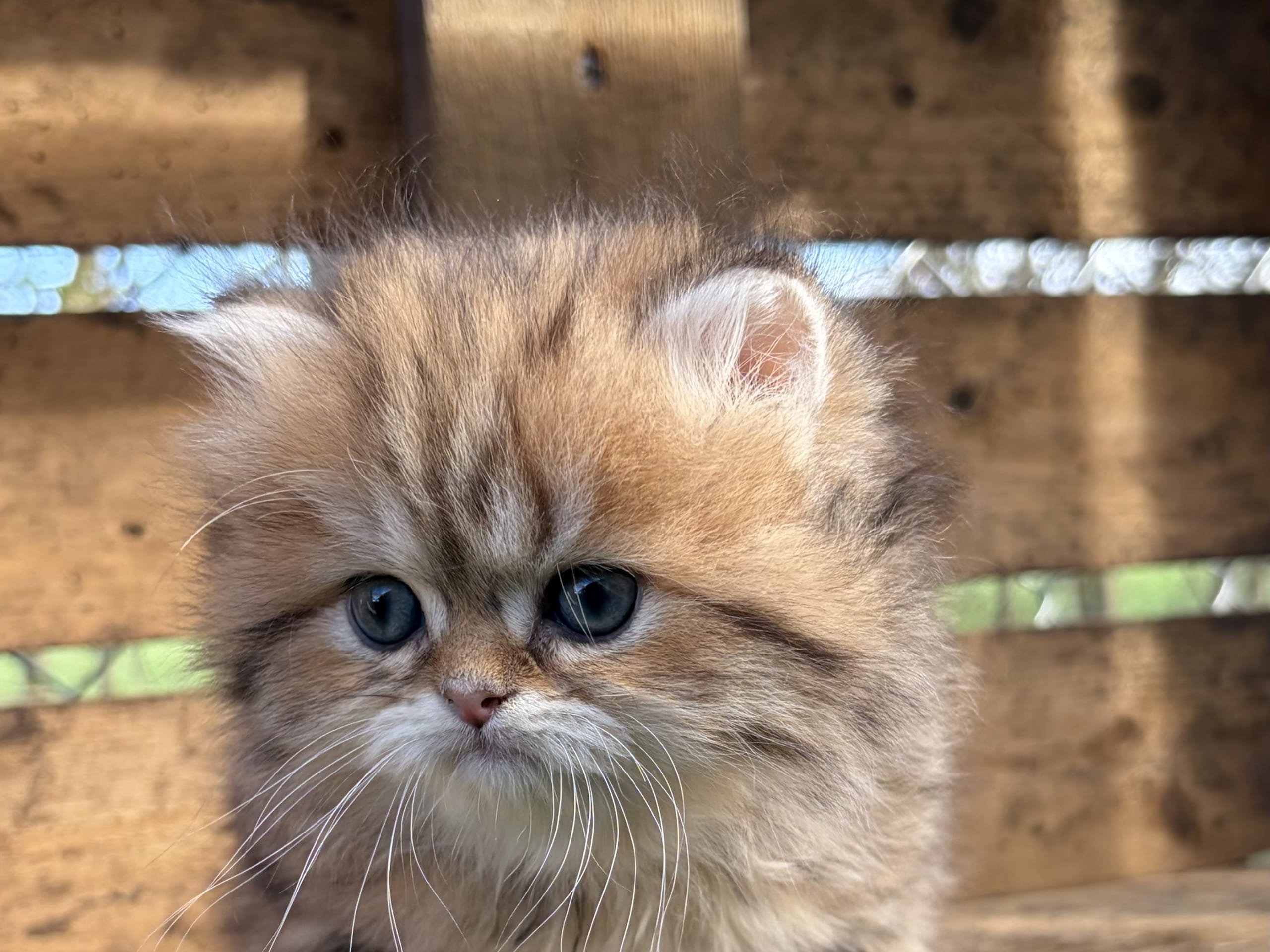 SE*Lilla Kattmakeriet