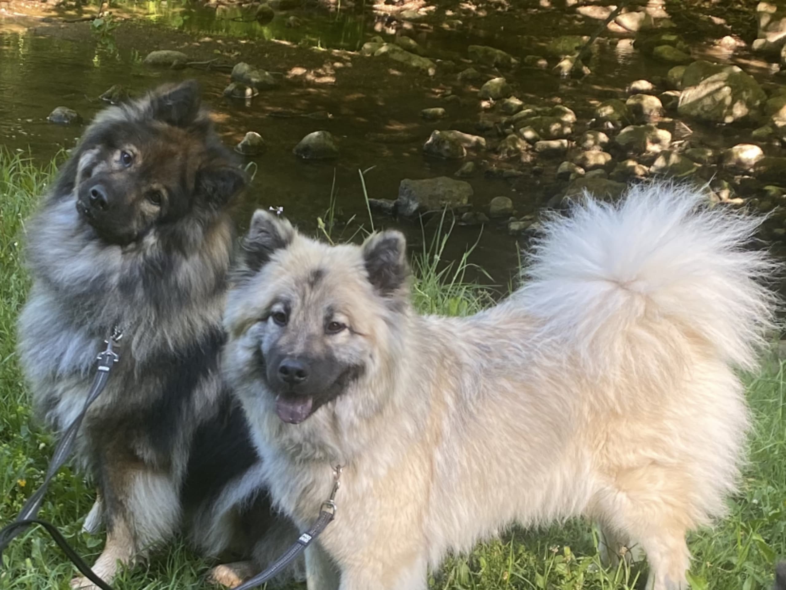 Eurasier
