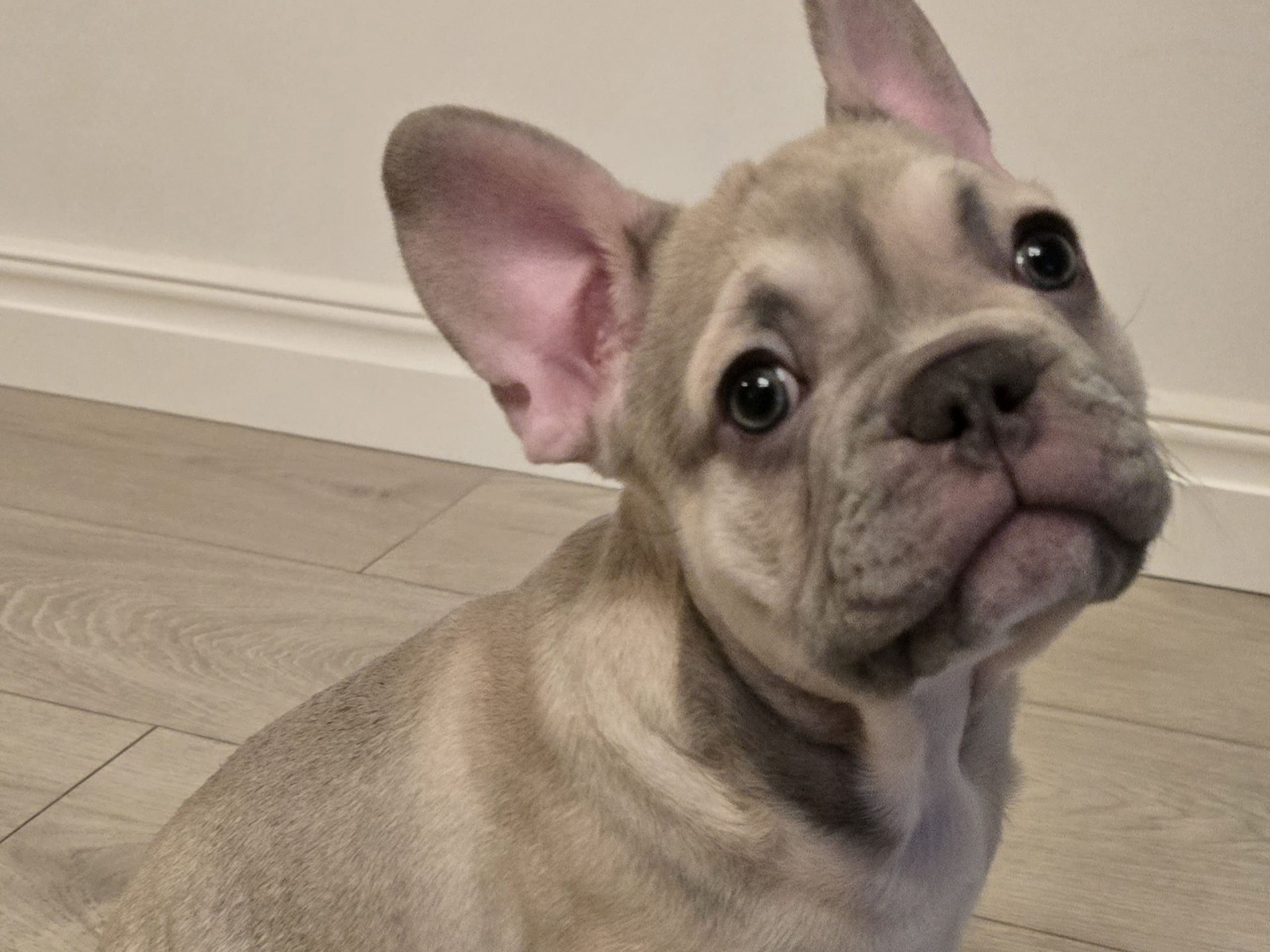 Fransk bulldogg
