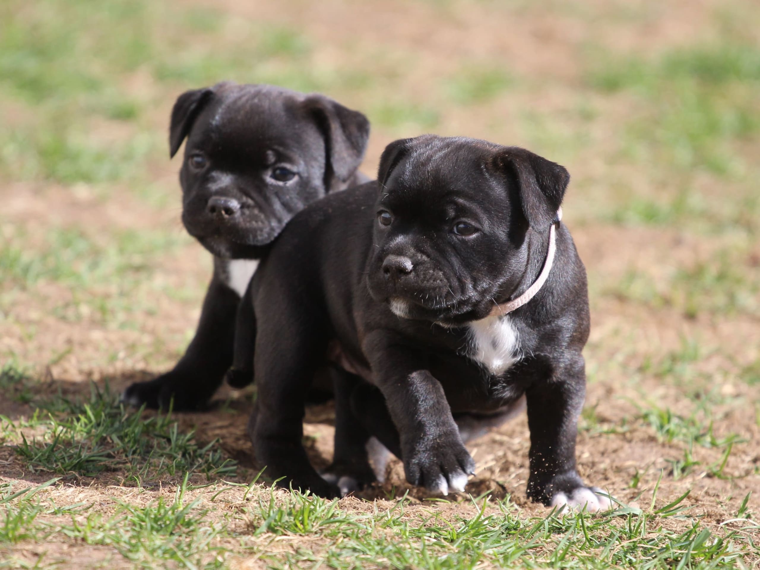 Staffordshire bullterrier