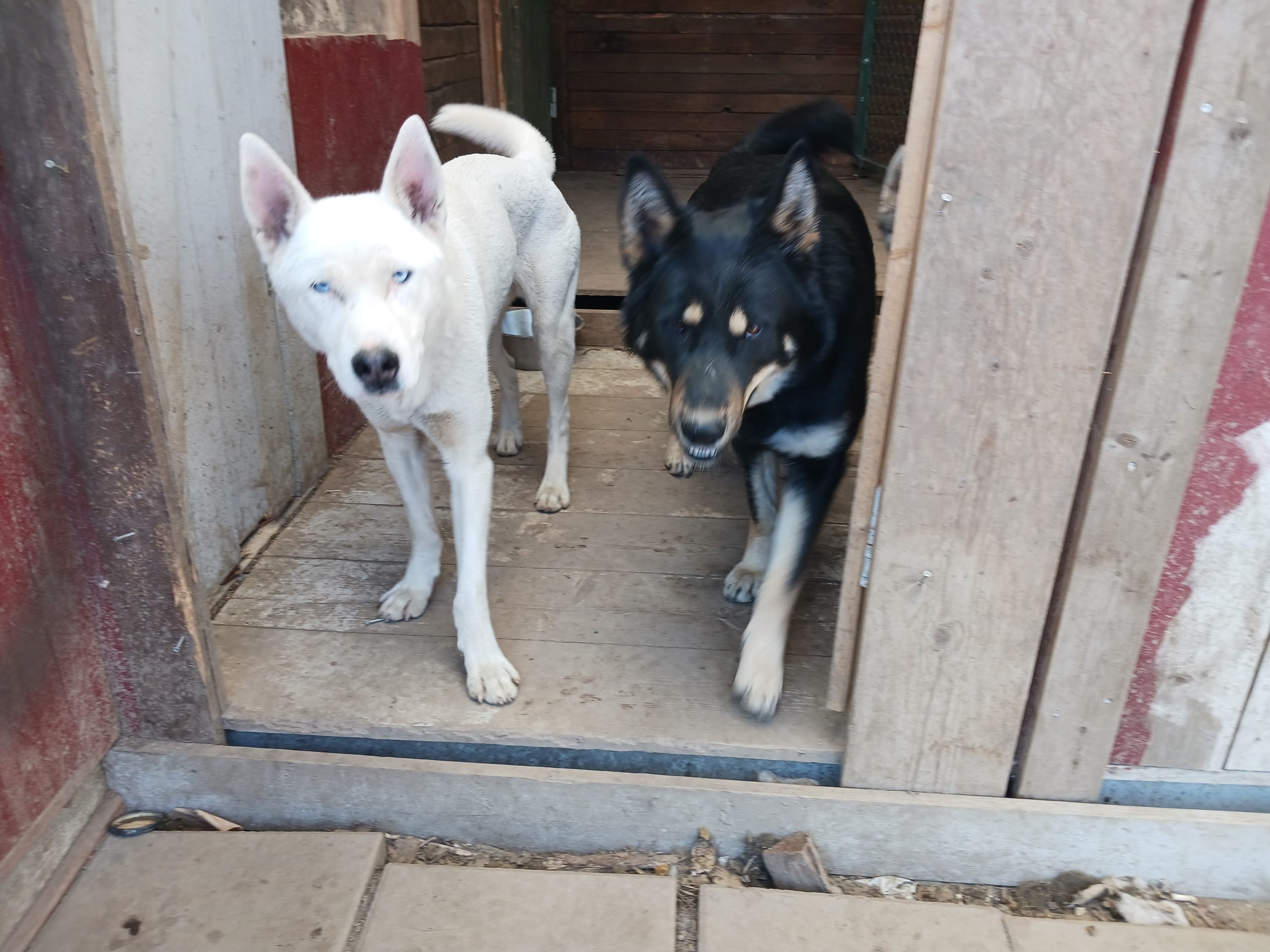 Sibirian husky- Schäfer · Sollefteå · Kenneth J.