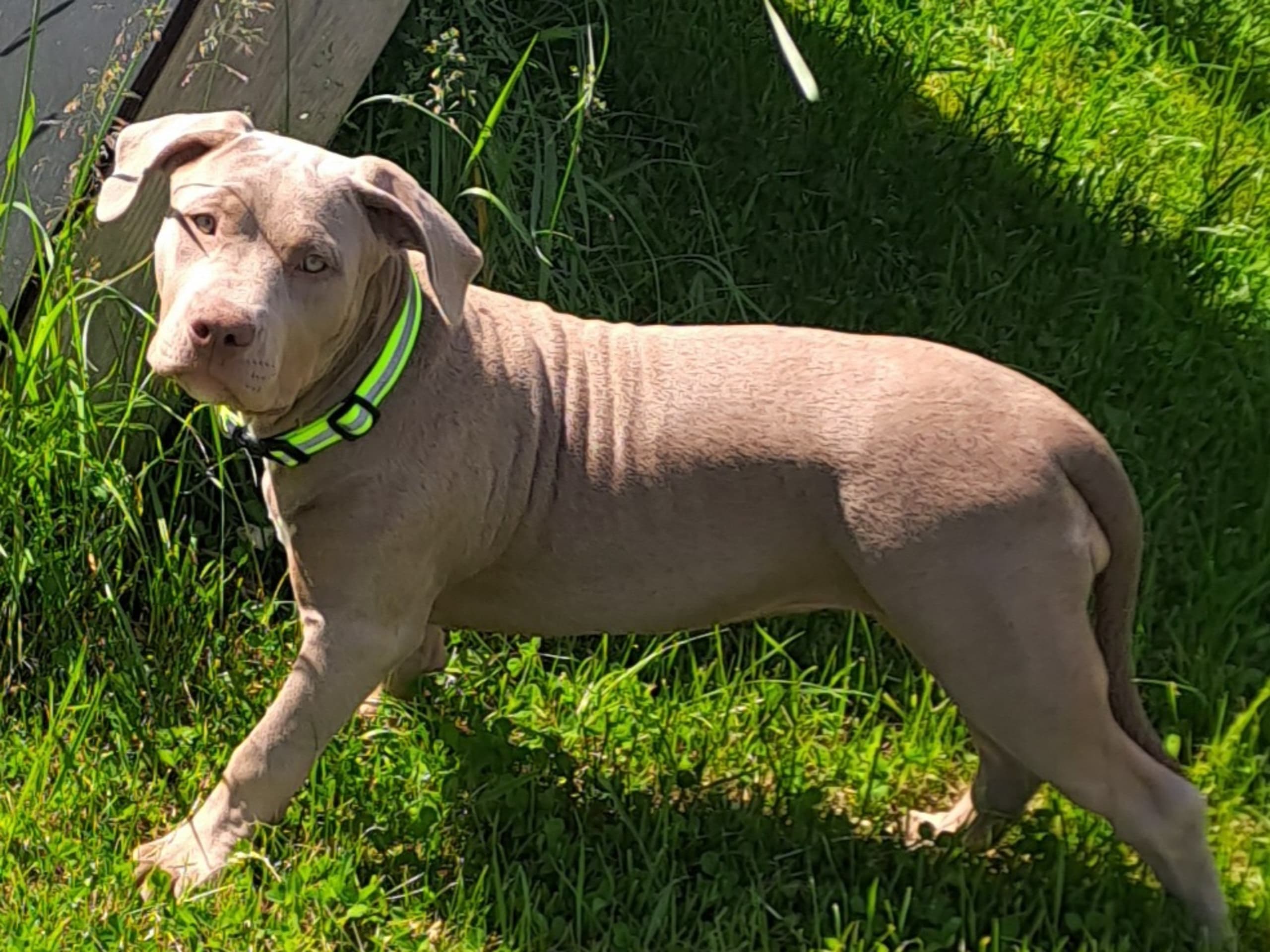 American bully · Torshälla · Emelie R.