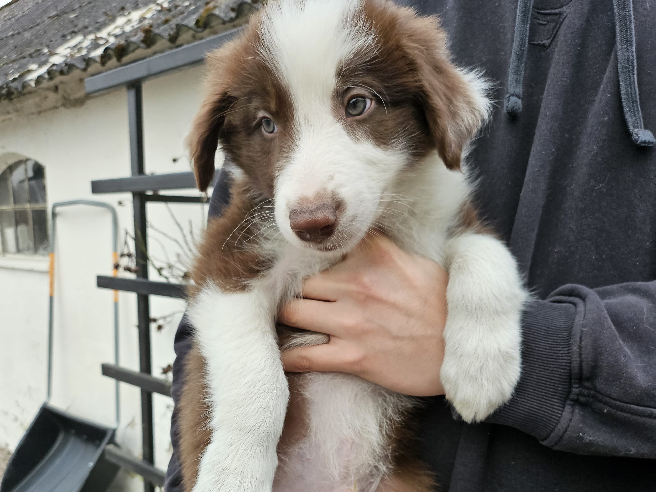 Border collie