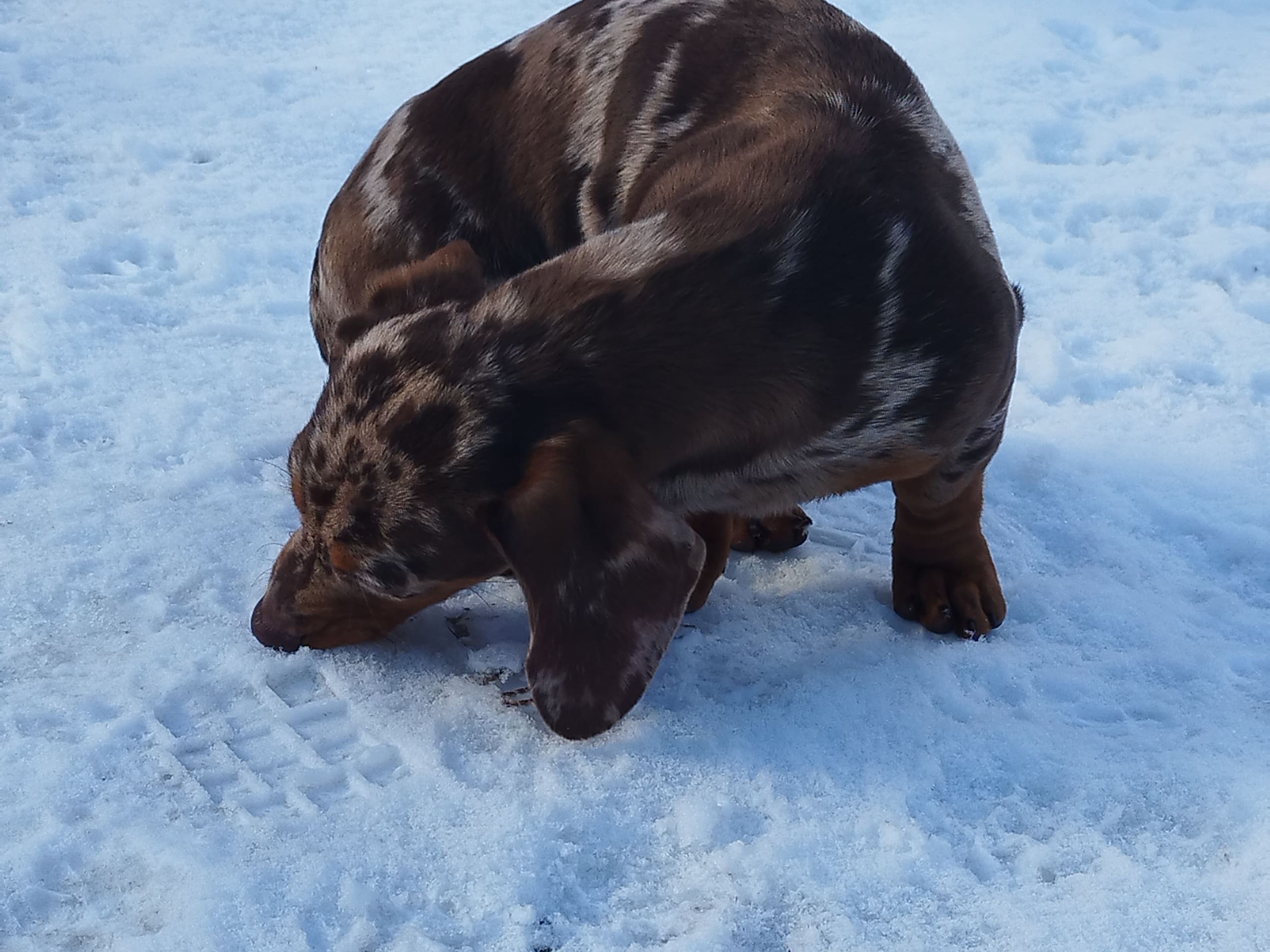 Dachshund