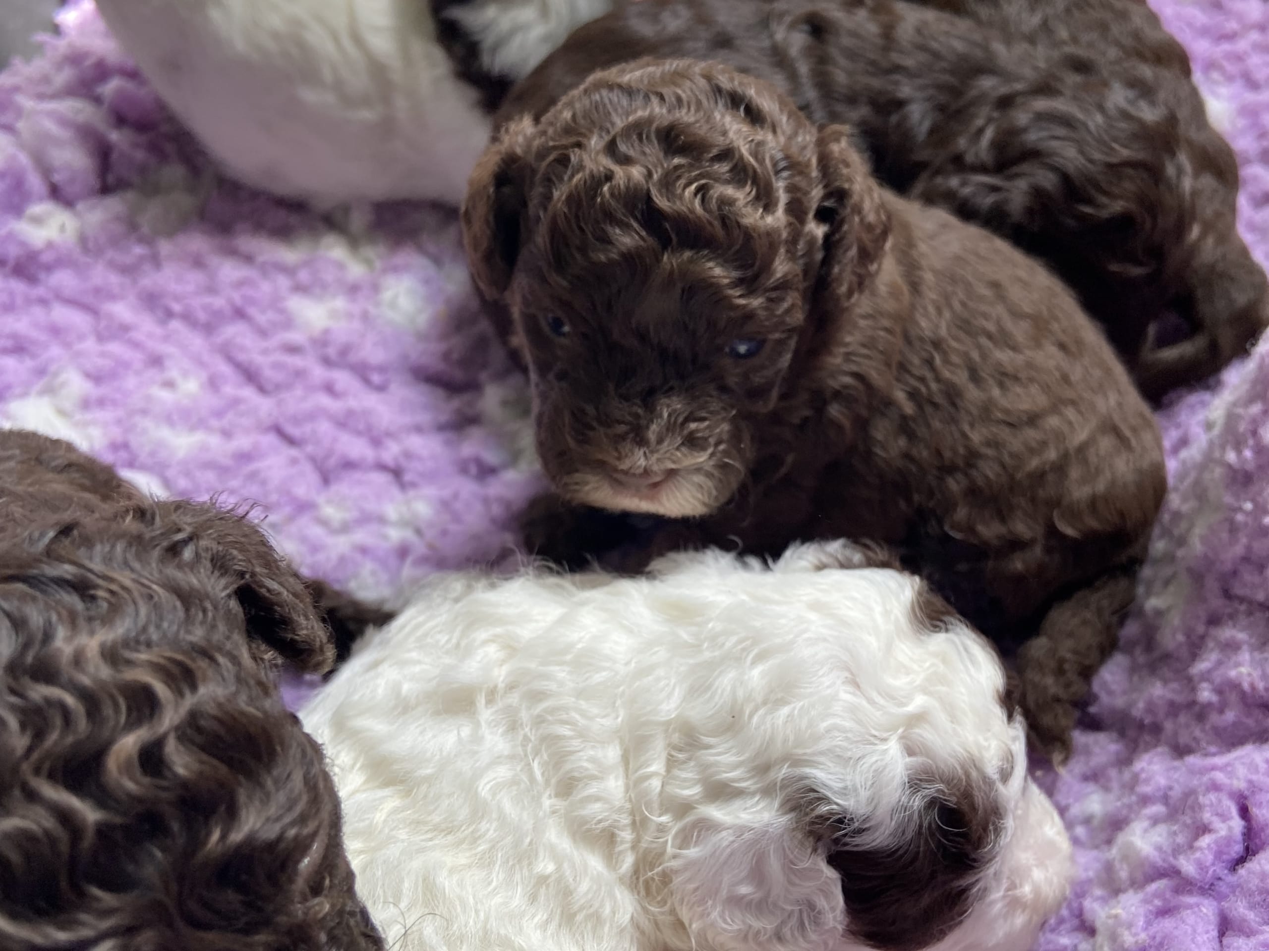 Shihpoo · Nol · Lyckliga Vovven
