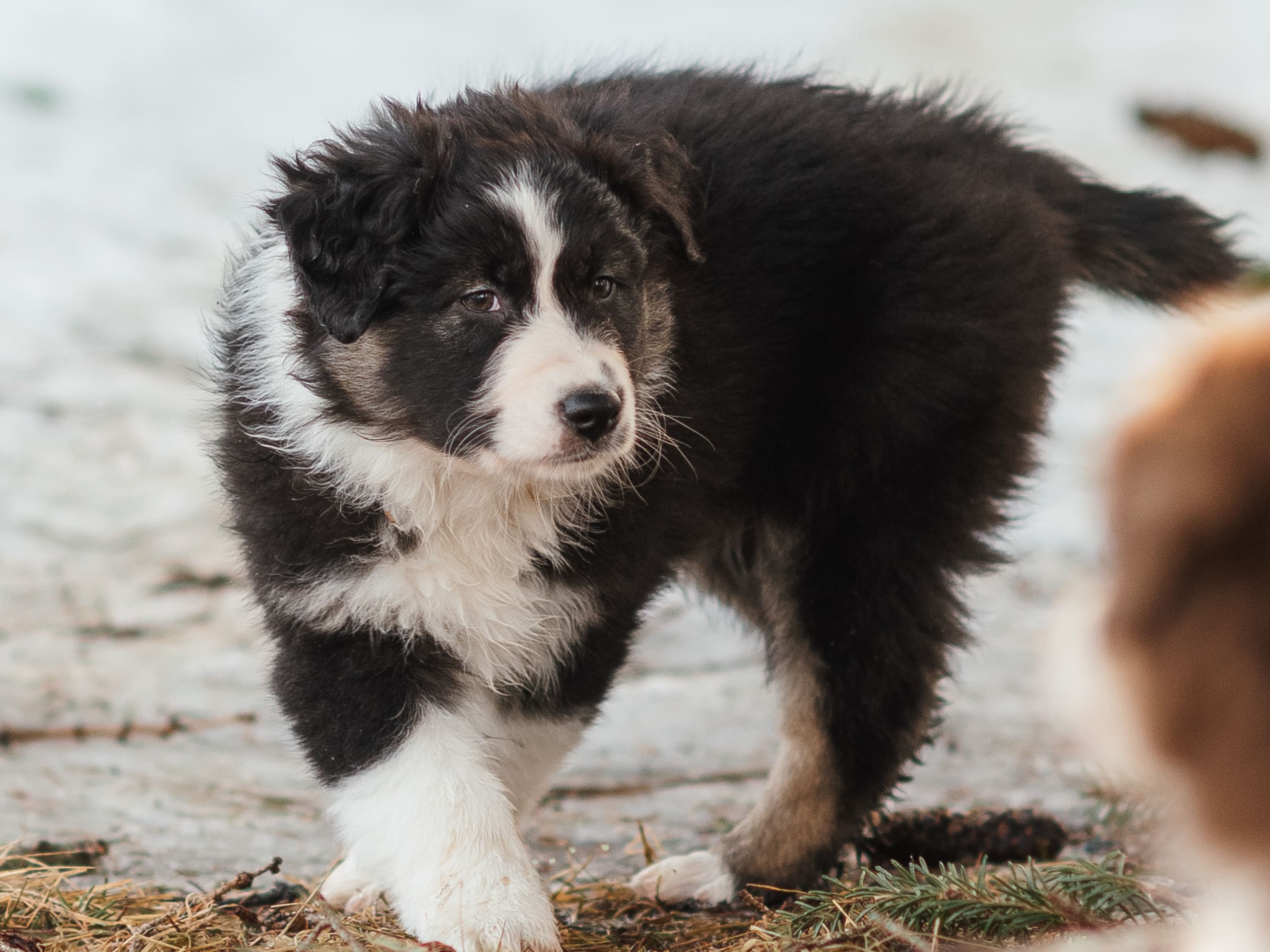 Australian shepherd
