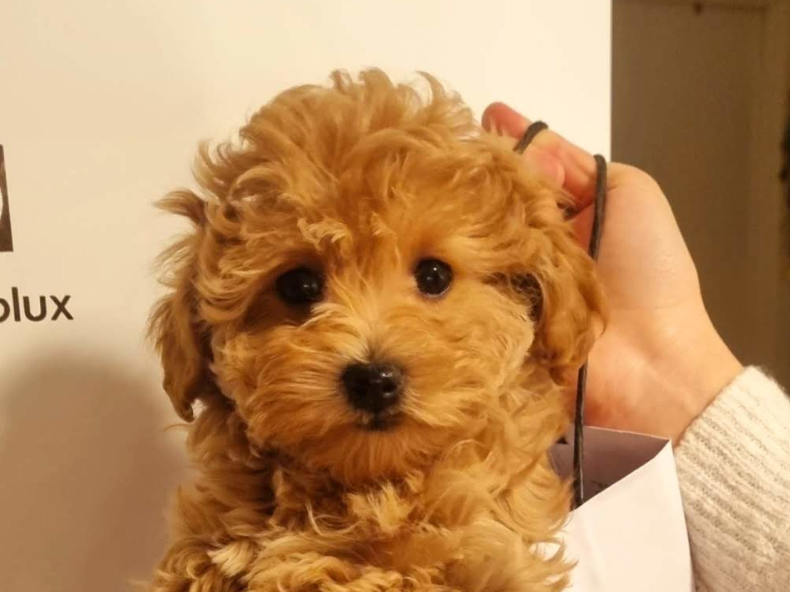 Maltipoo