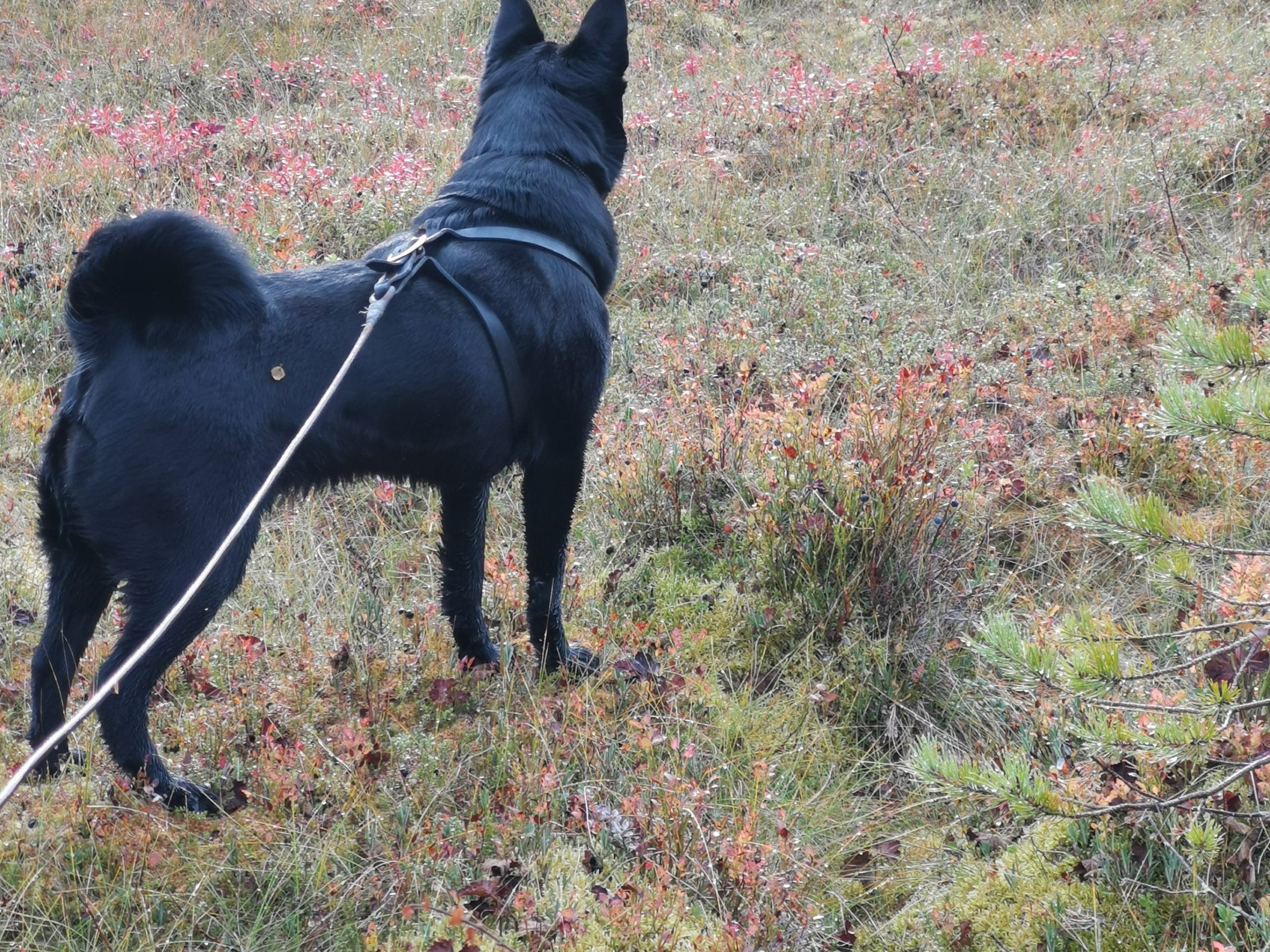 Norsk elghund, sort · Möklinta · Svartspetsen