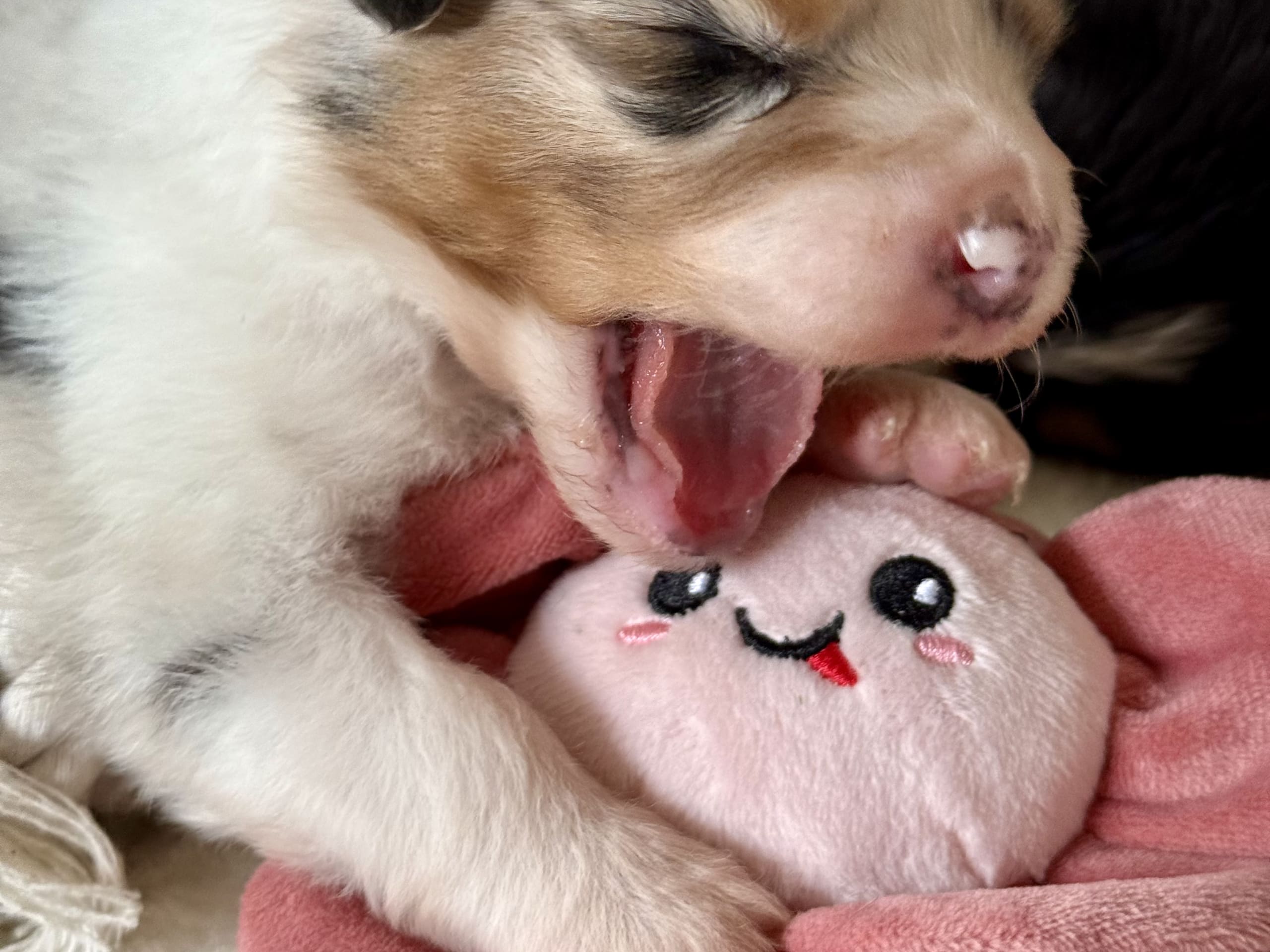 Australian shepherd