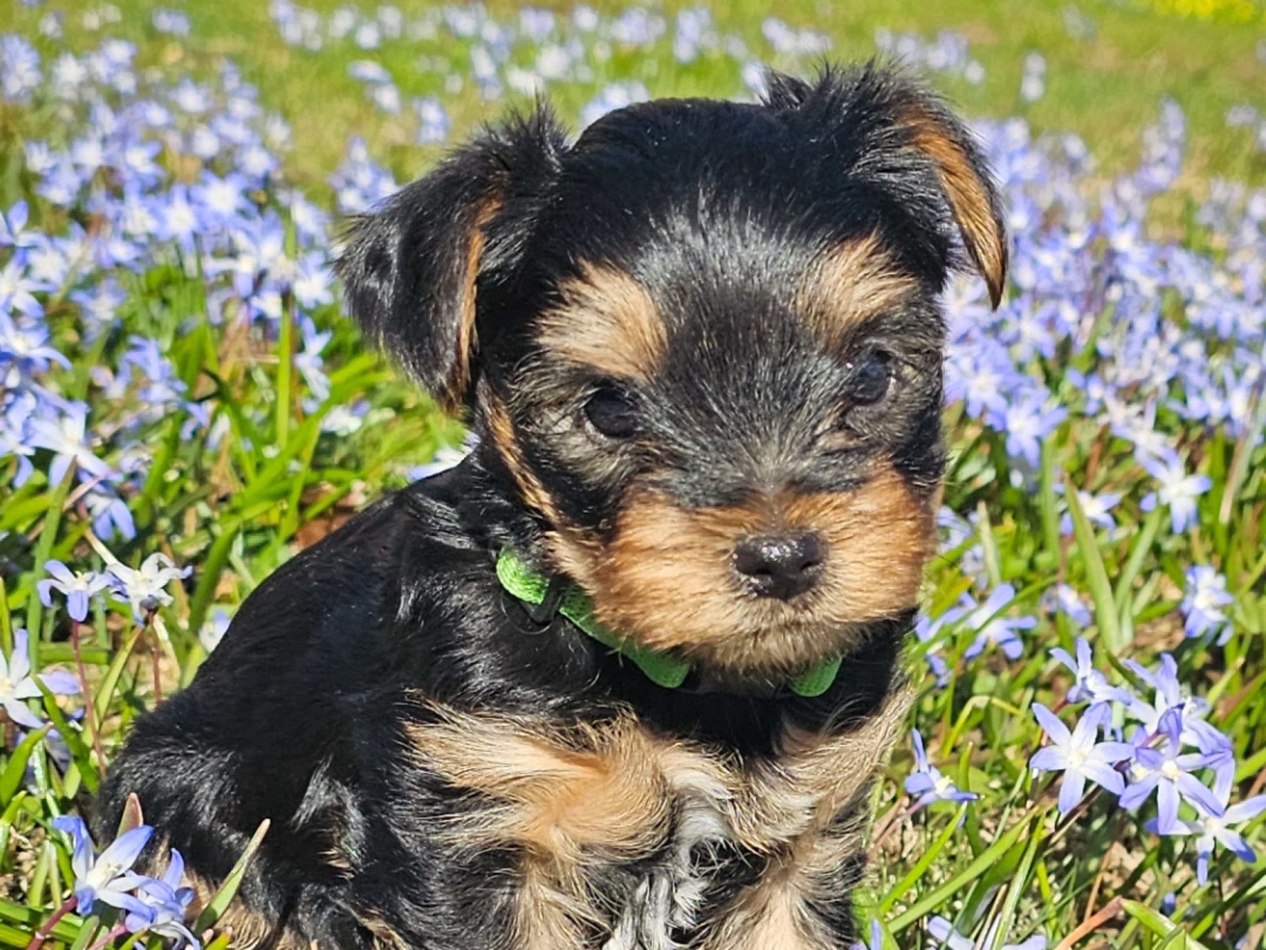 Yorkshireterrier