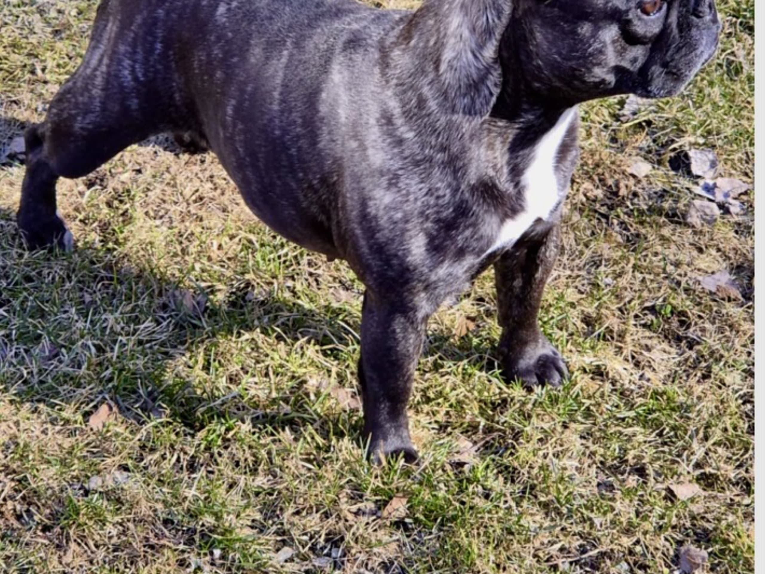 French Bulldog · östervåla · Dexline's