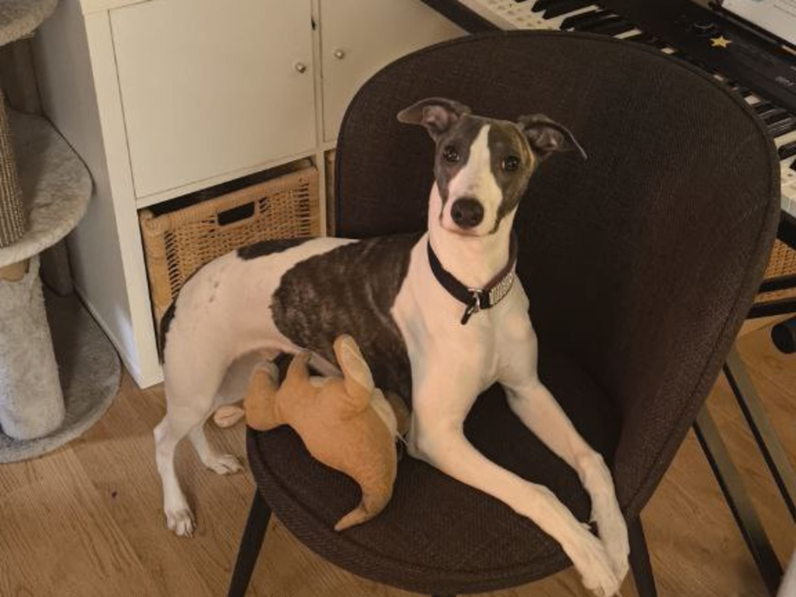 Whippet