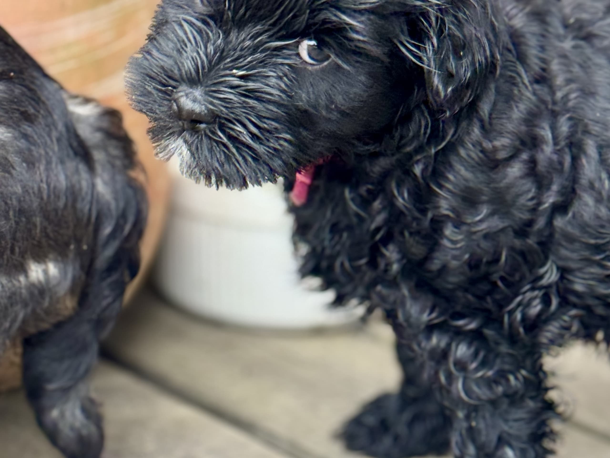 Tibetansk terrier