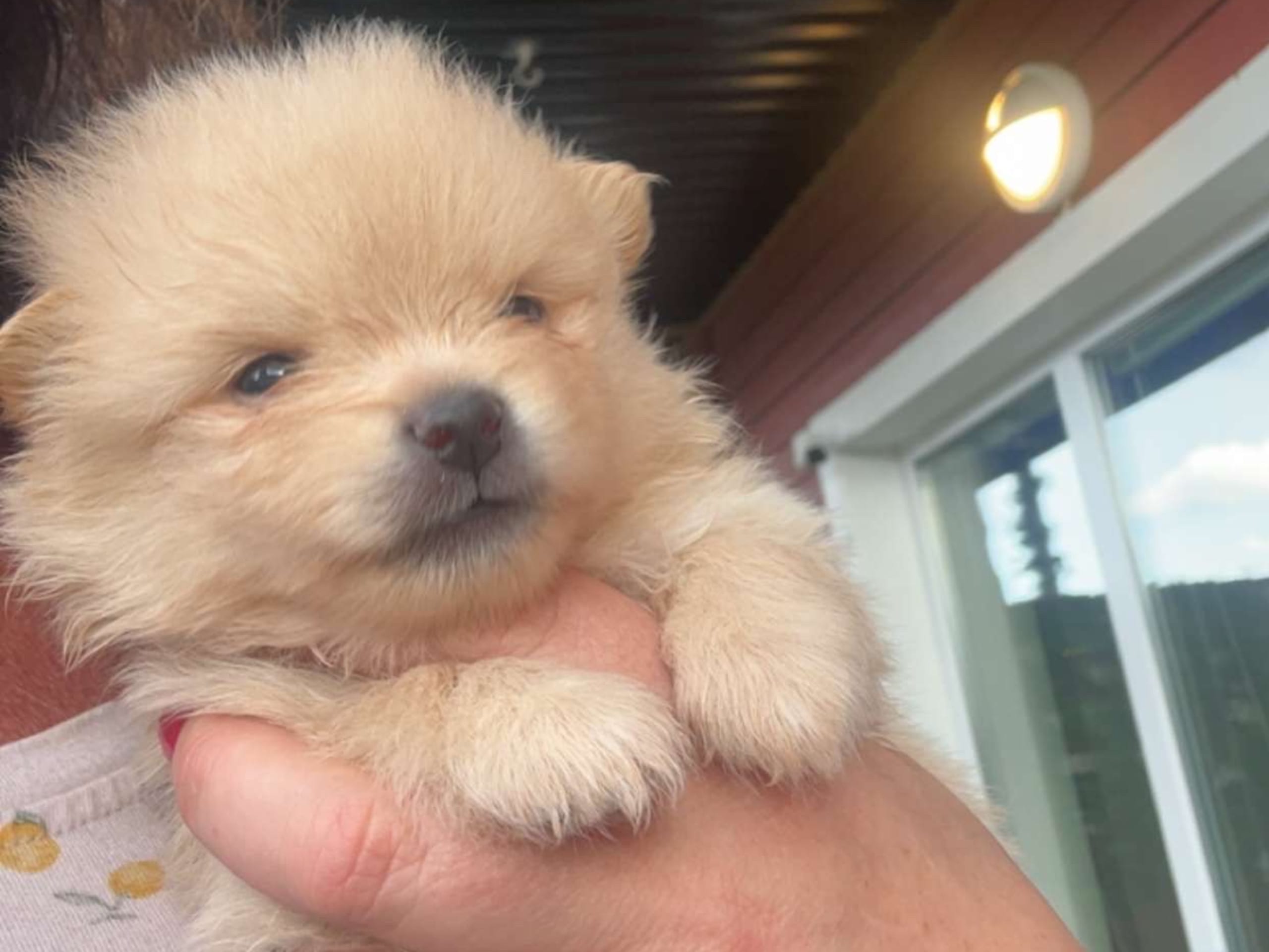 Pomeranian