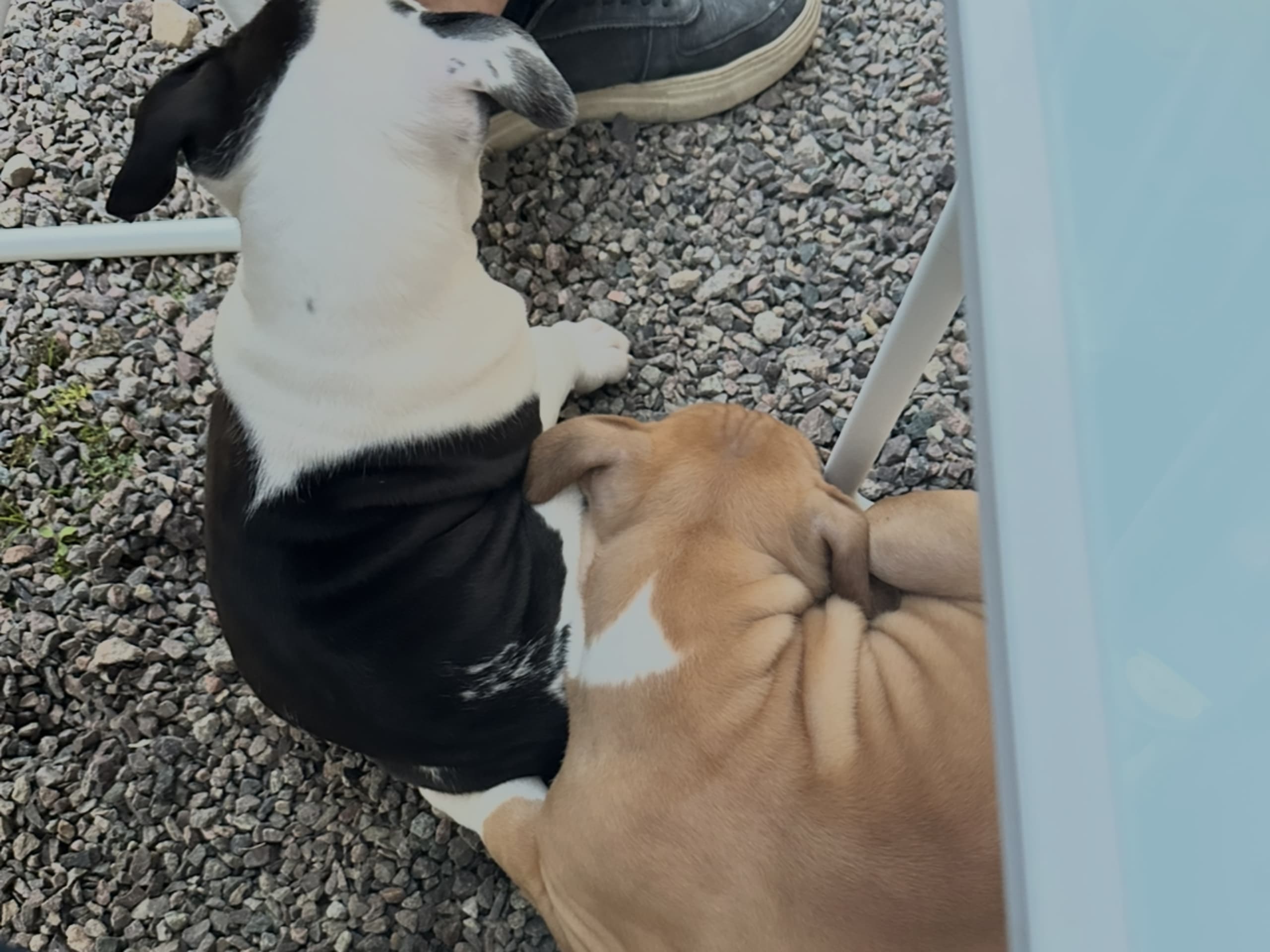 American Bully · Växjö · Nova P.