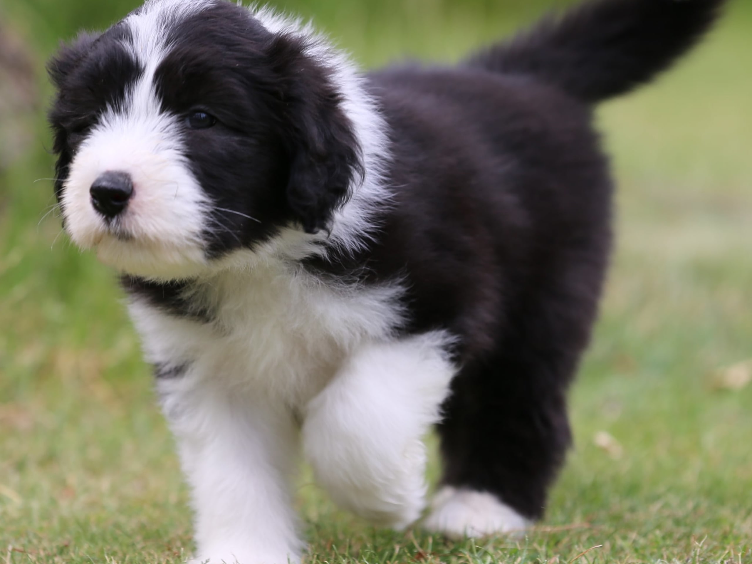 Bearded Collie · Hammarö · Hillbacka