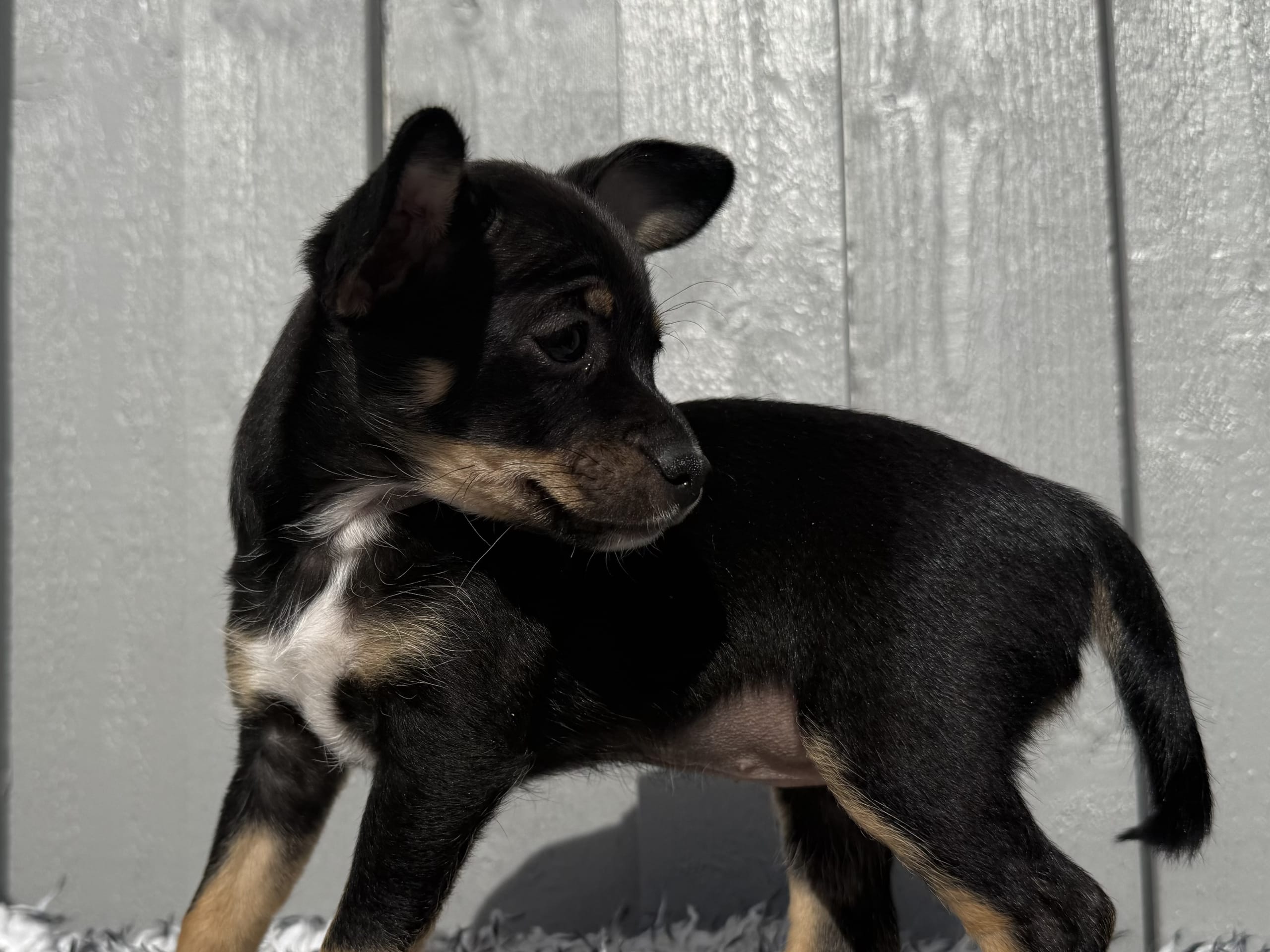 Xoloitzcuintle