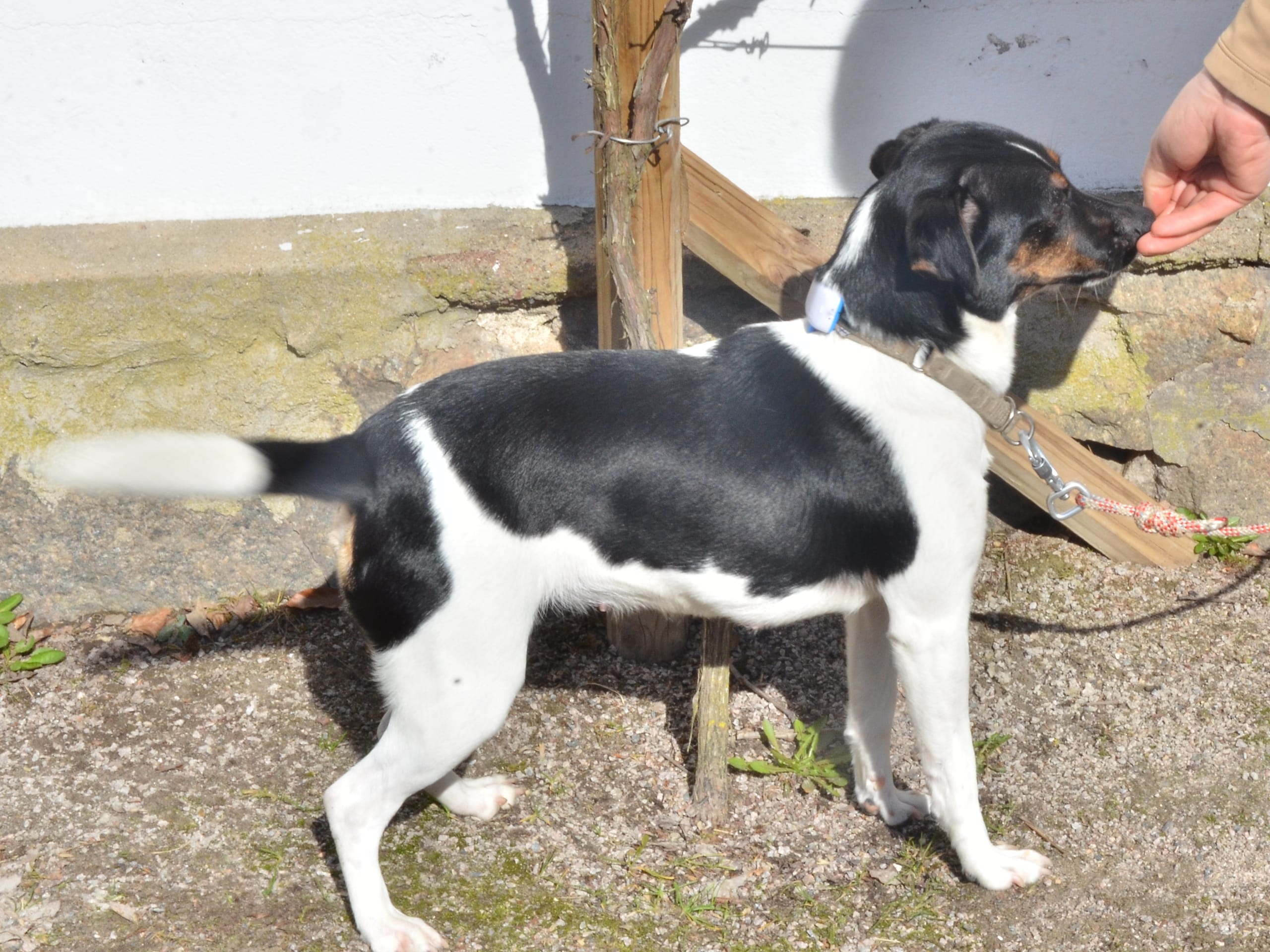 Dansk-svensk gårdshund